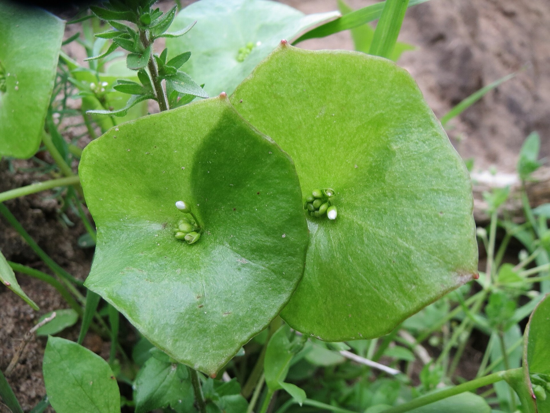 Miner's Lettuce — photo 8