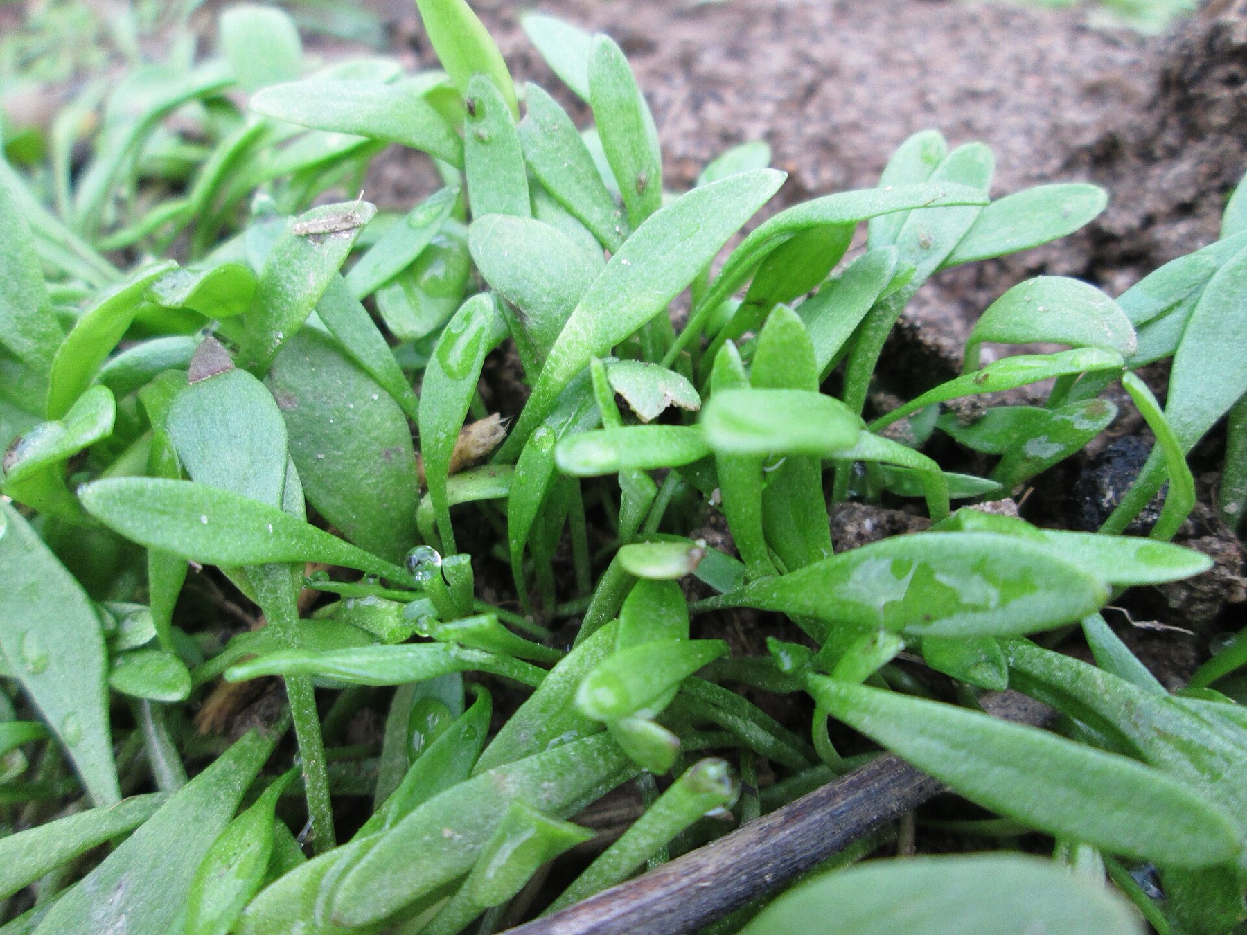Miner's Lettuce — photo 9