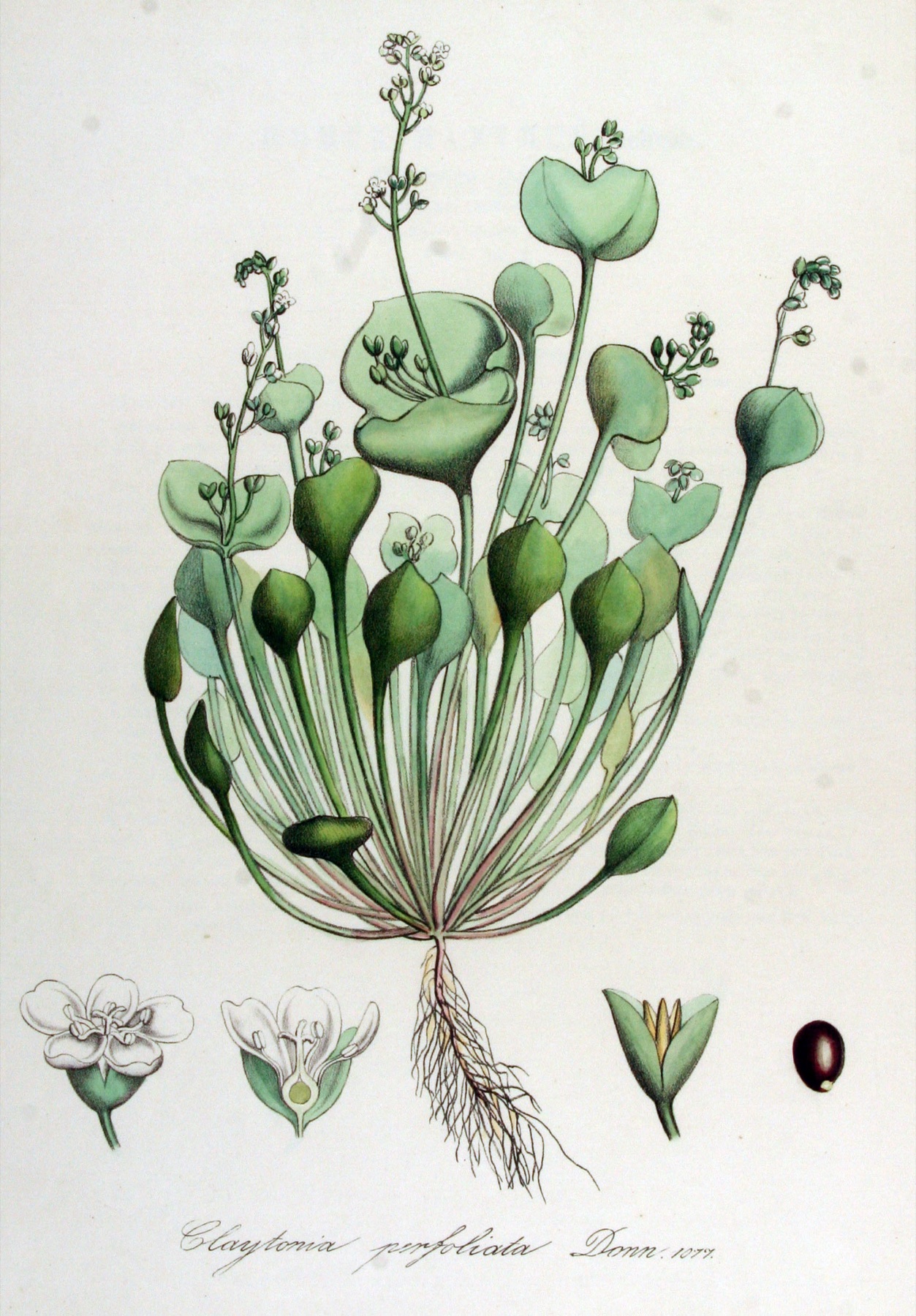 Miner's Lettuce — photo 10