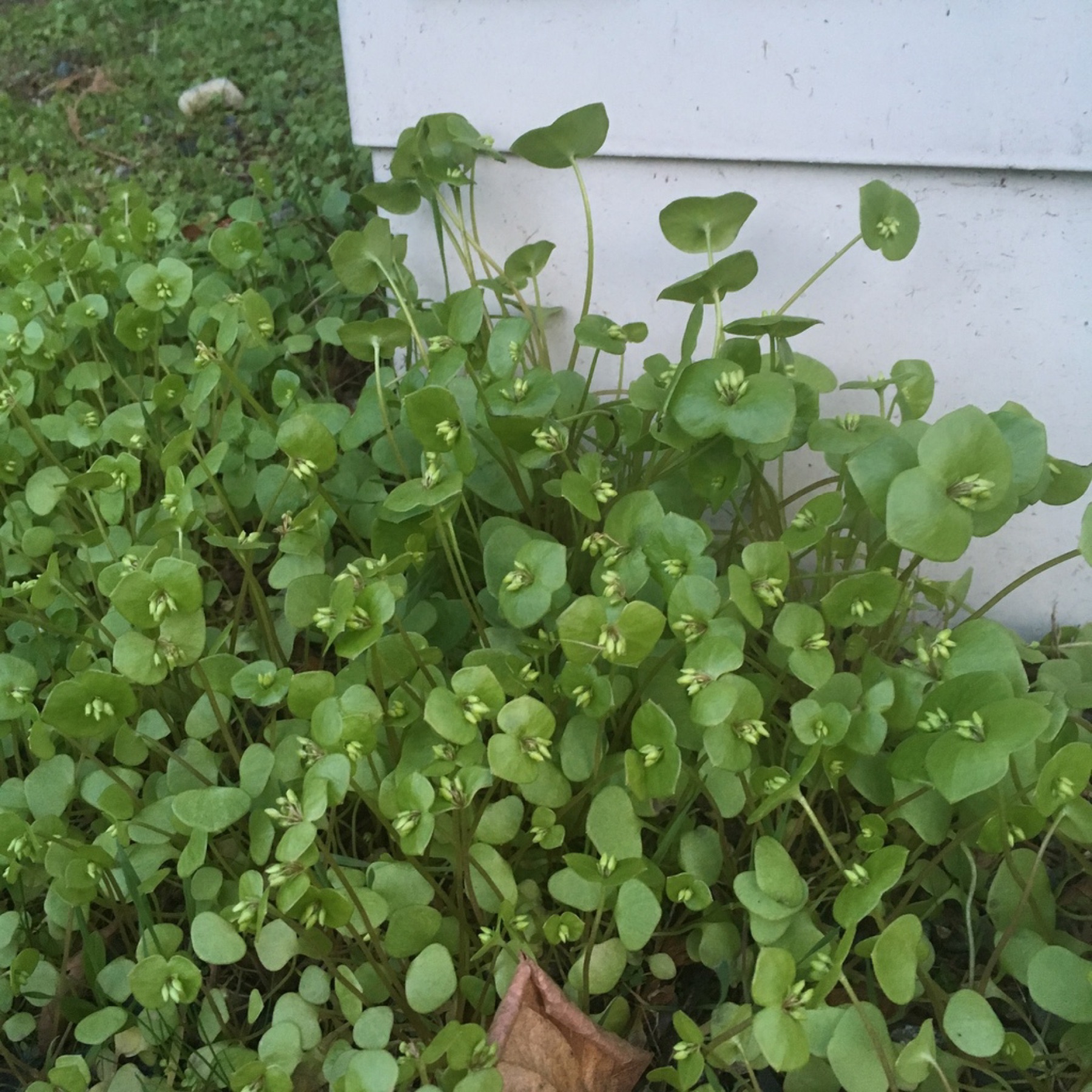 Miner's Lettuce — photo 11
