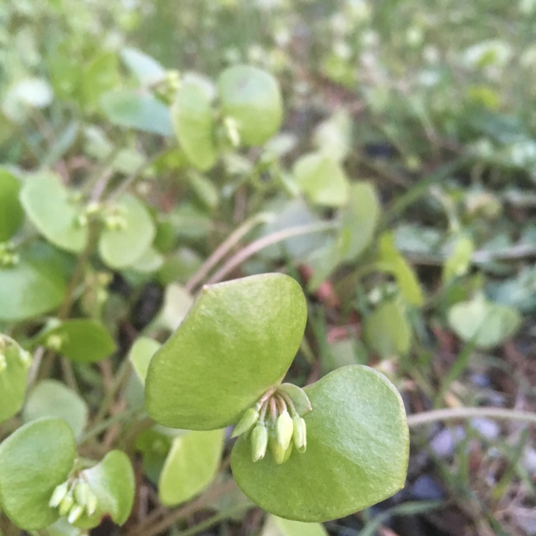 Miner's Lettuce — photo 12