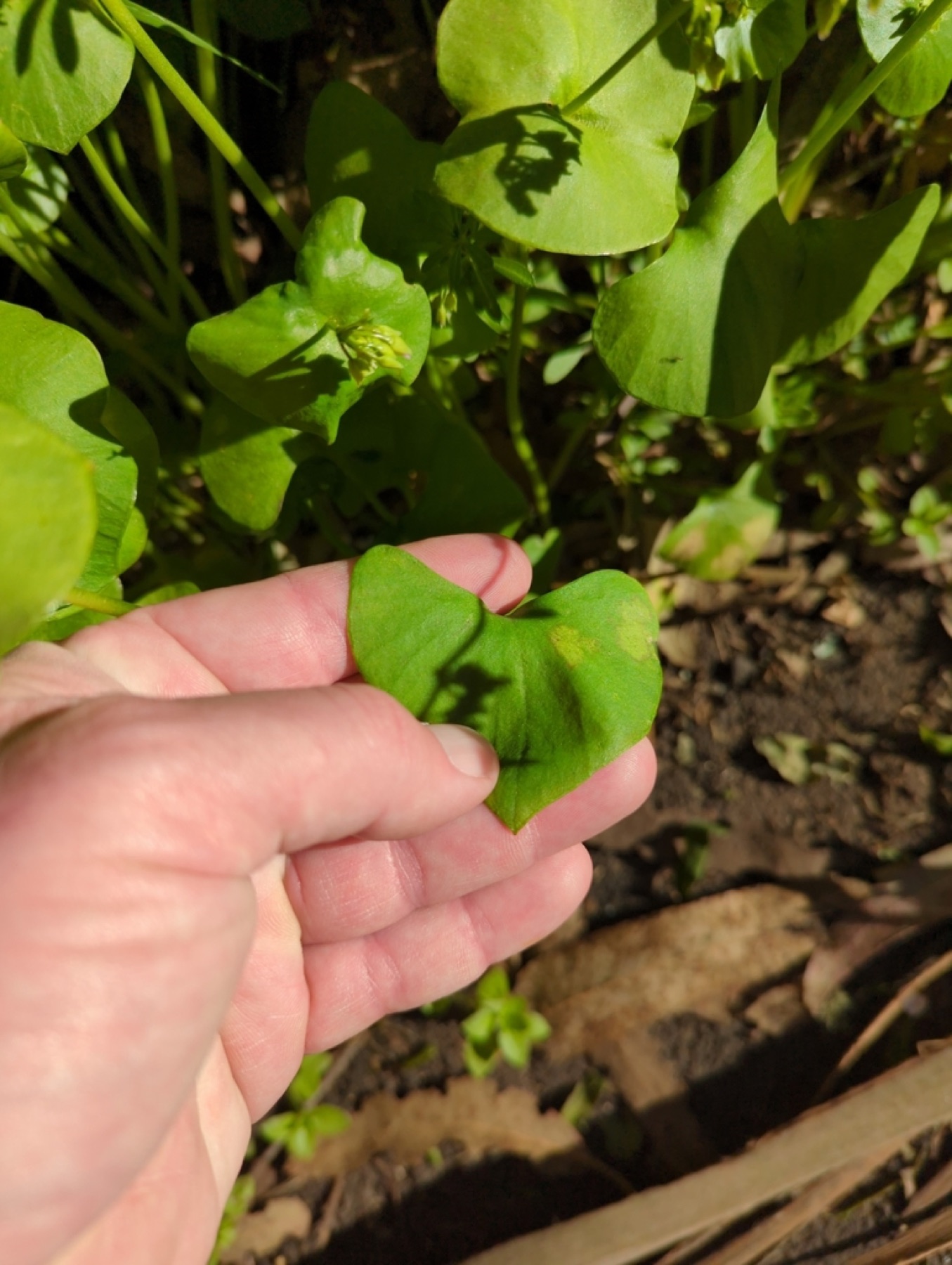 Miner's Lettuce — photo 13