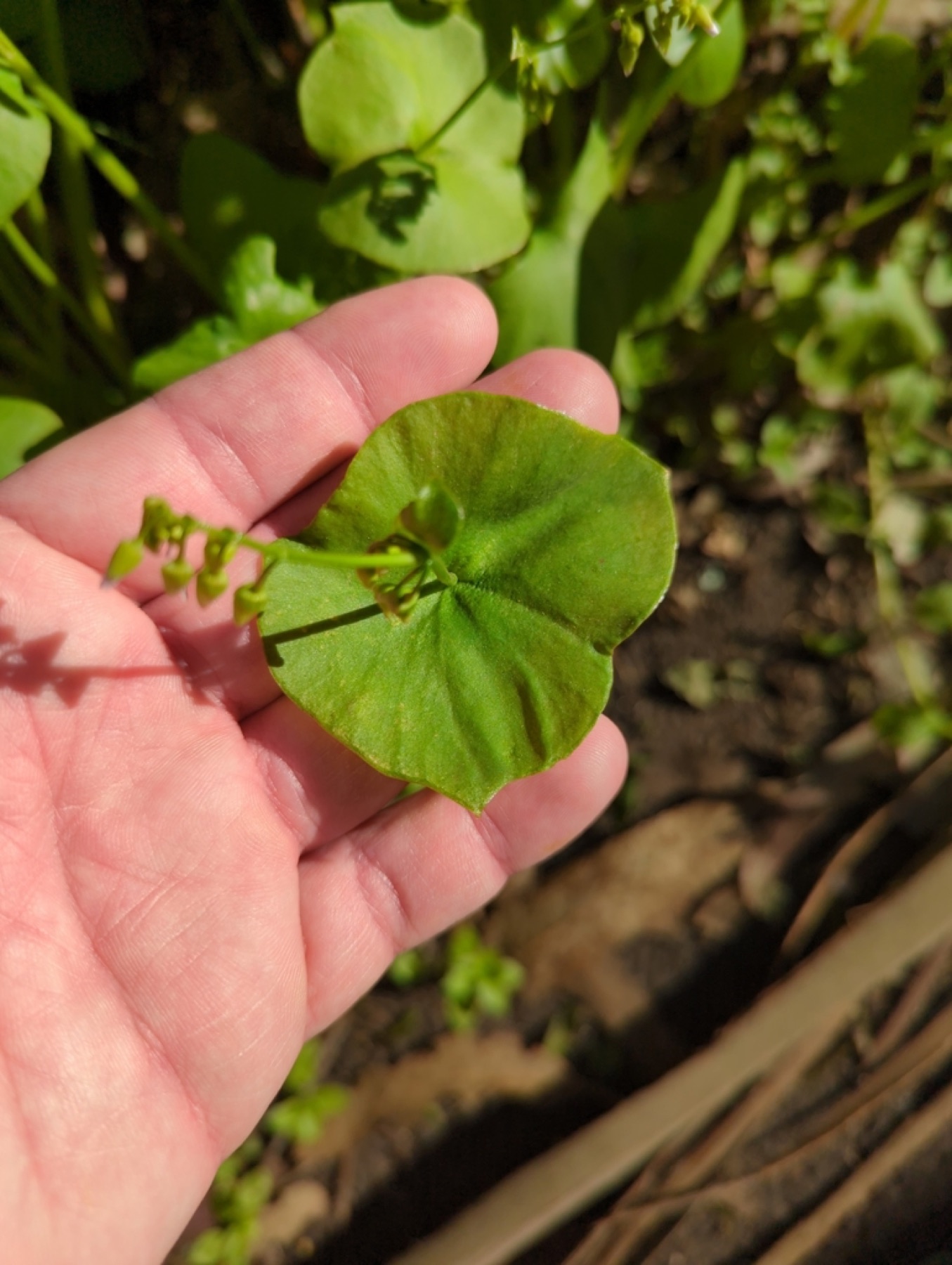 Miner's Lettuce — photo 14