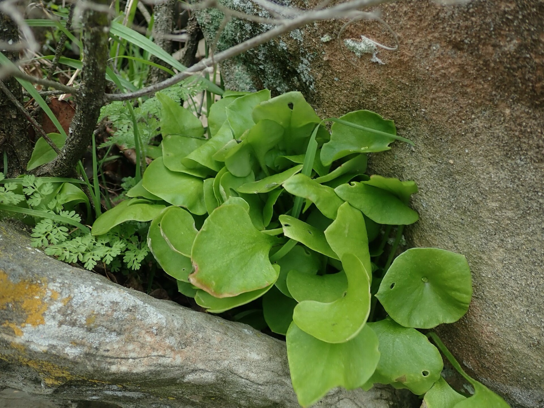 Miner's Lettuce — photo 15
