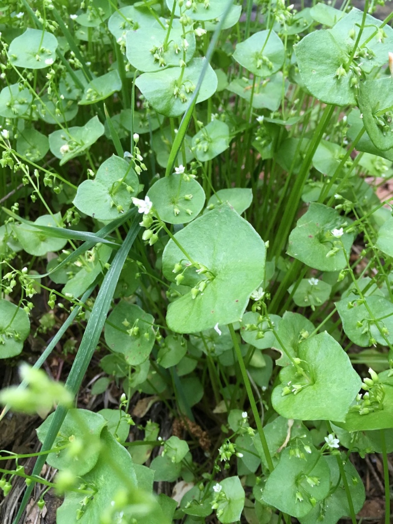 Miner's Lettuce — photo 16