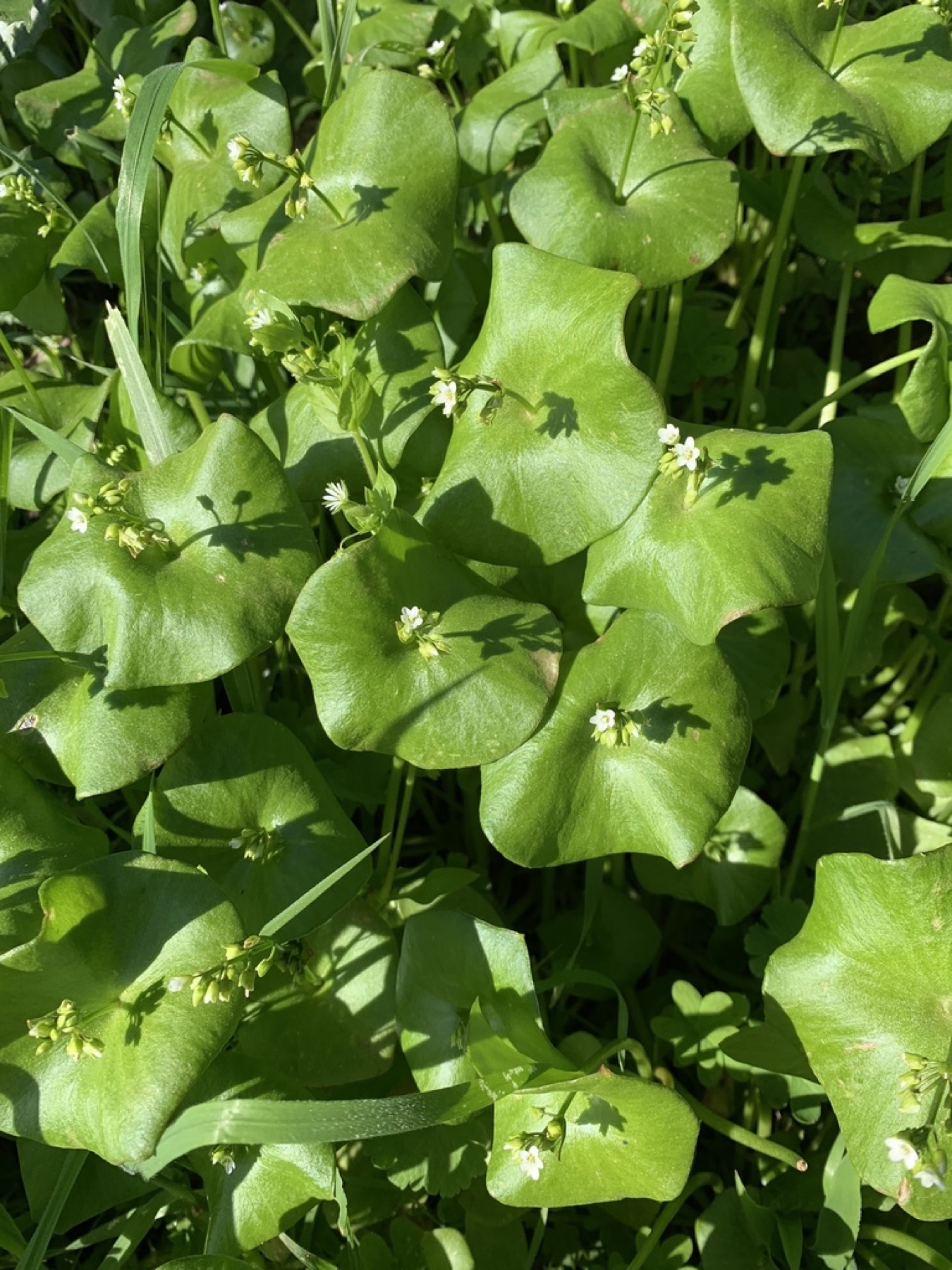 Miner's Lettuce — photo 17