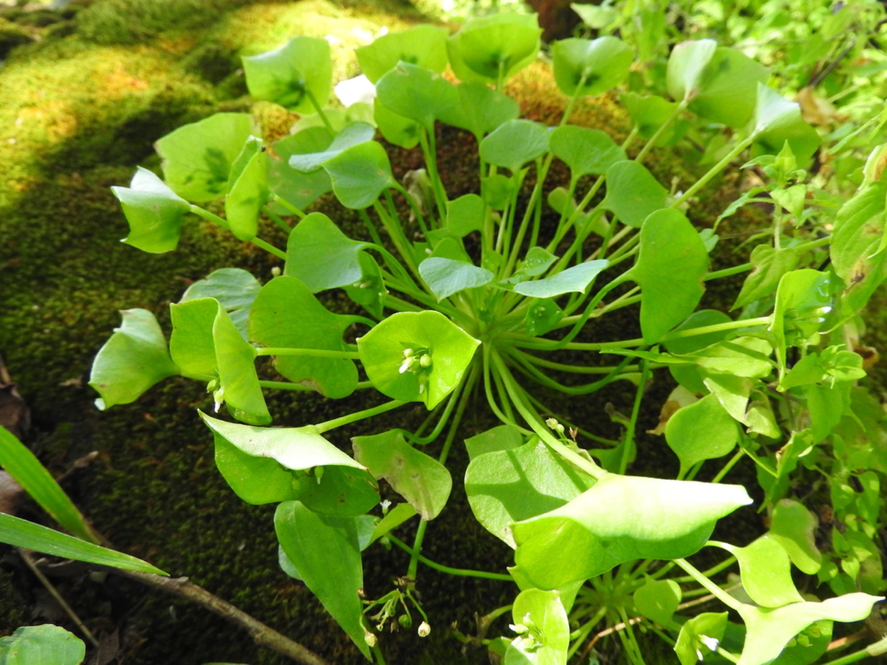 Miner's Lettuce — photo 18