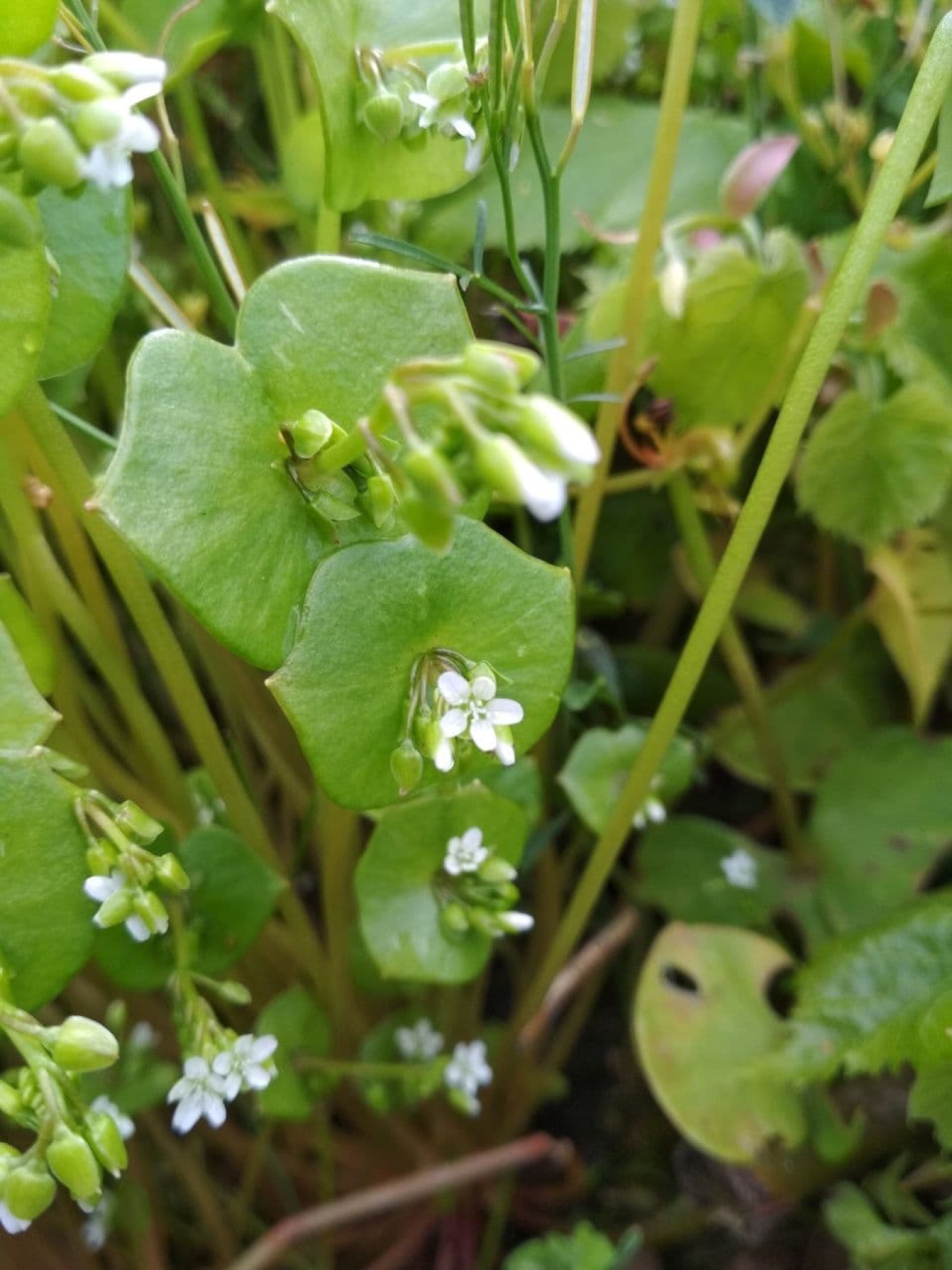 Miner's Lettuce — photo 20
