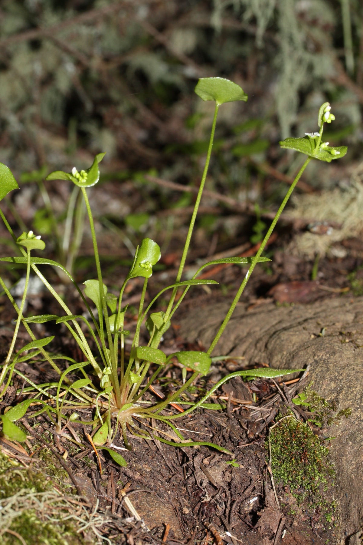Miner's Lettuce — photo 21