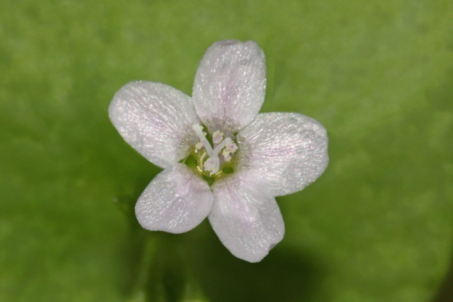 Miner's Lettuce — photo 22