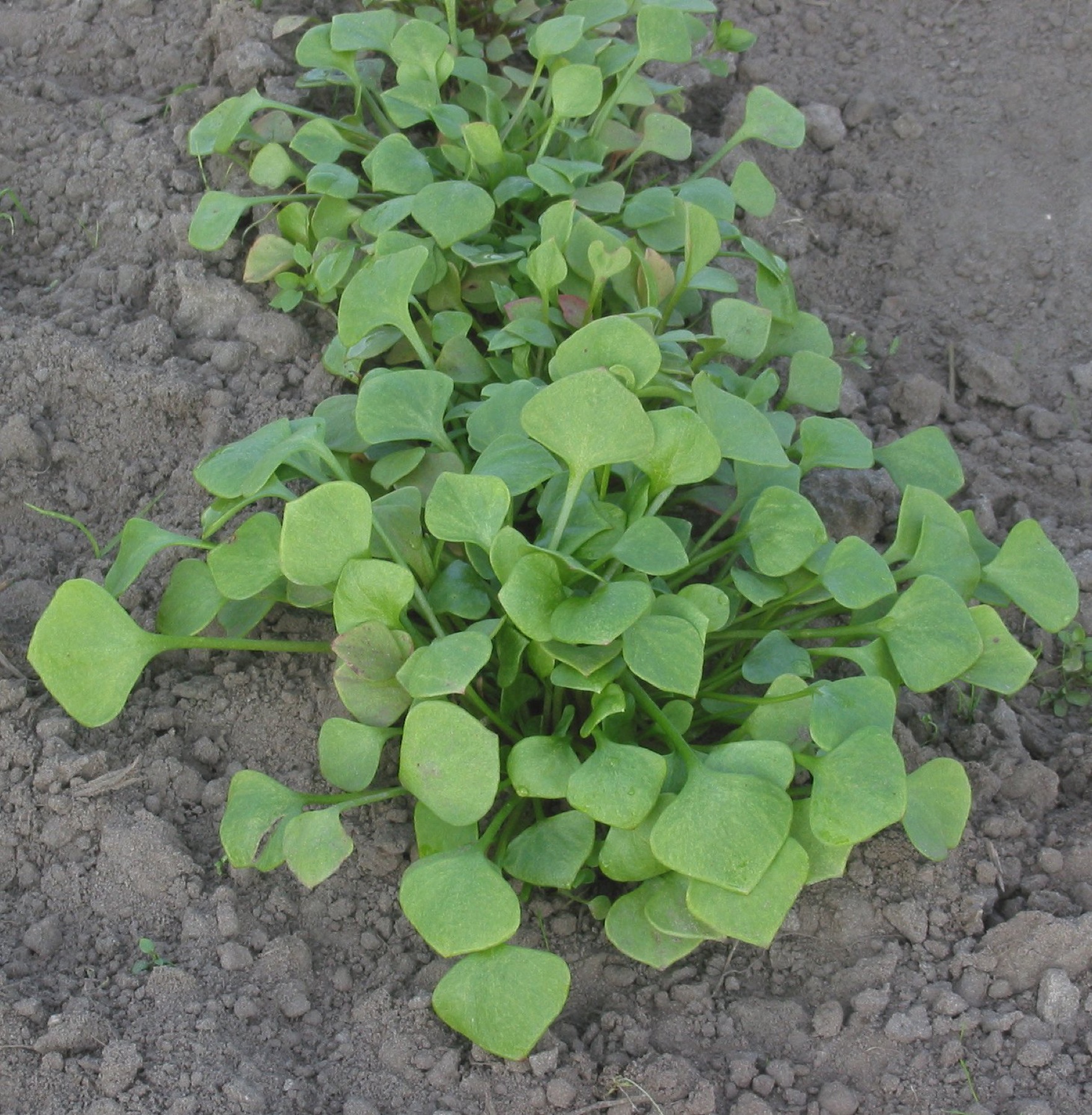 Miner's Lettuce — photo 23