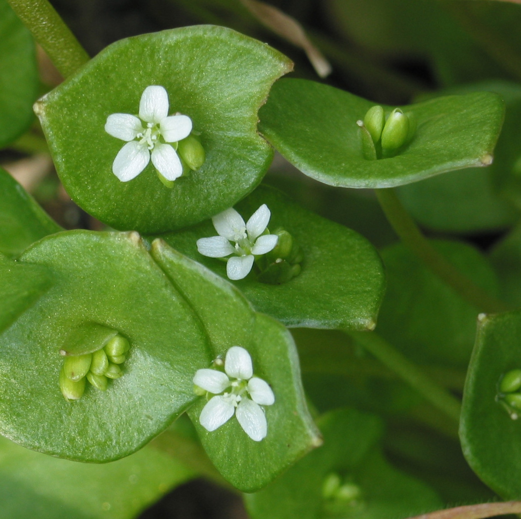 Miner's Lettuce — photo 24