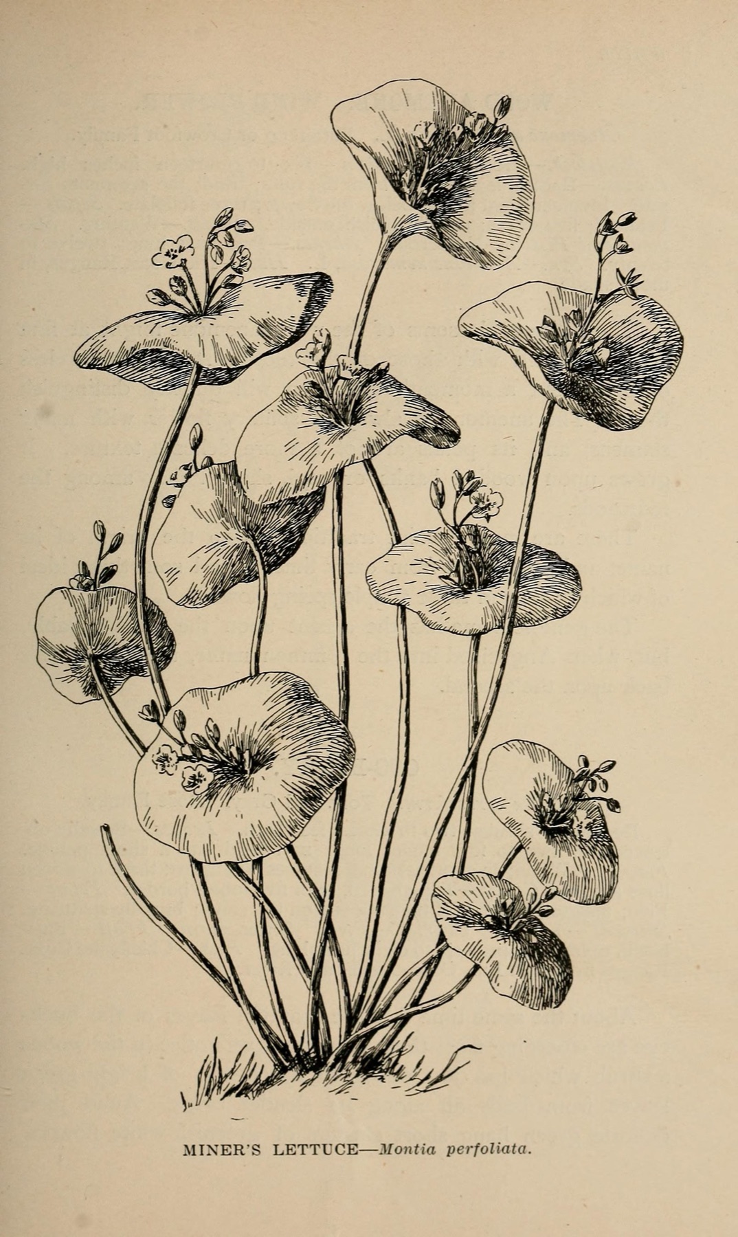 Miner's Lettuce
