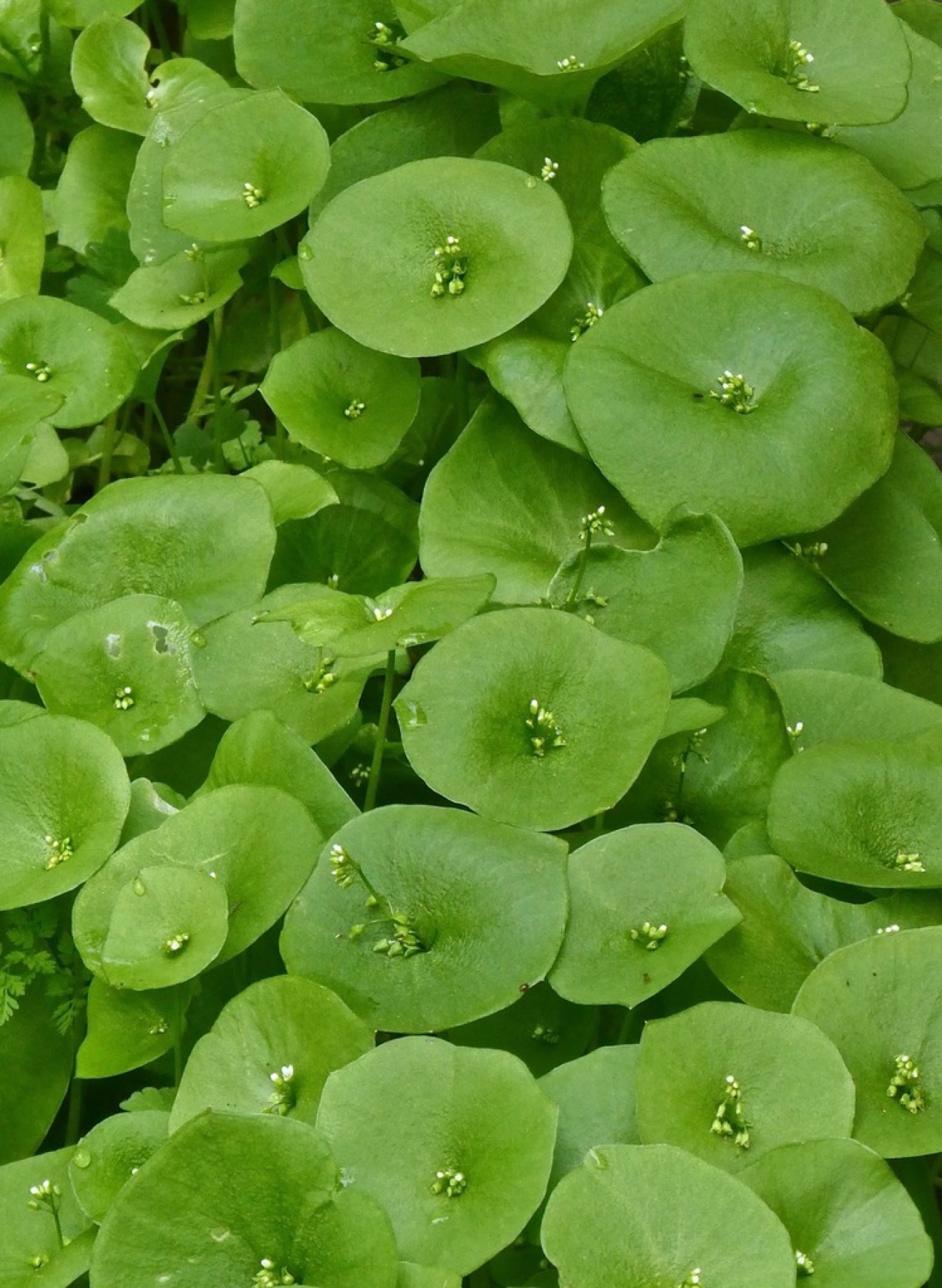 Miner's Lettuce — photo 2