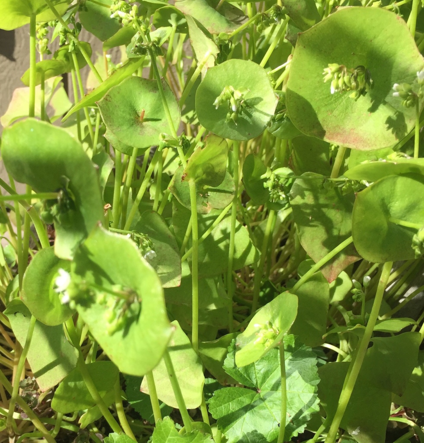 Miner's Lettuce — photo 3
