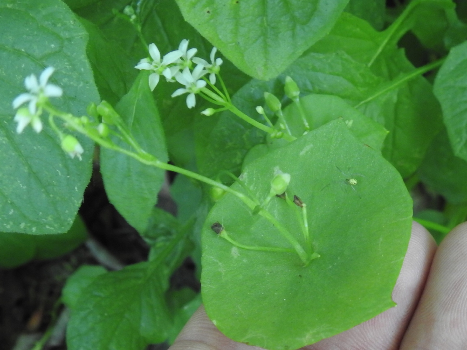 Miner's Lettuce — photo 4