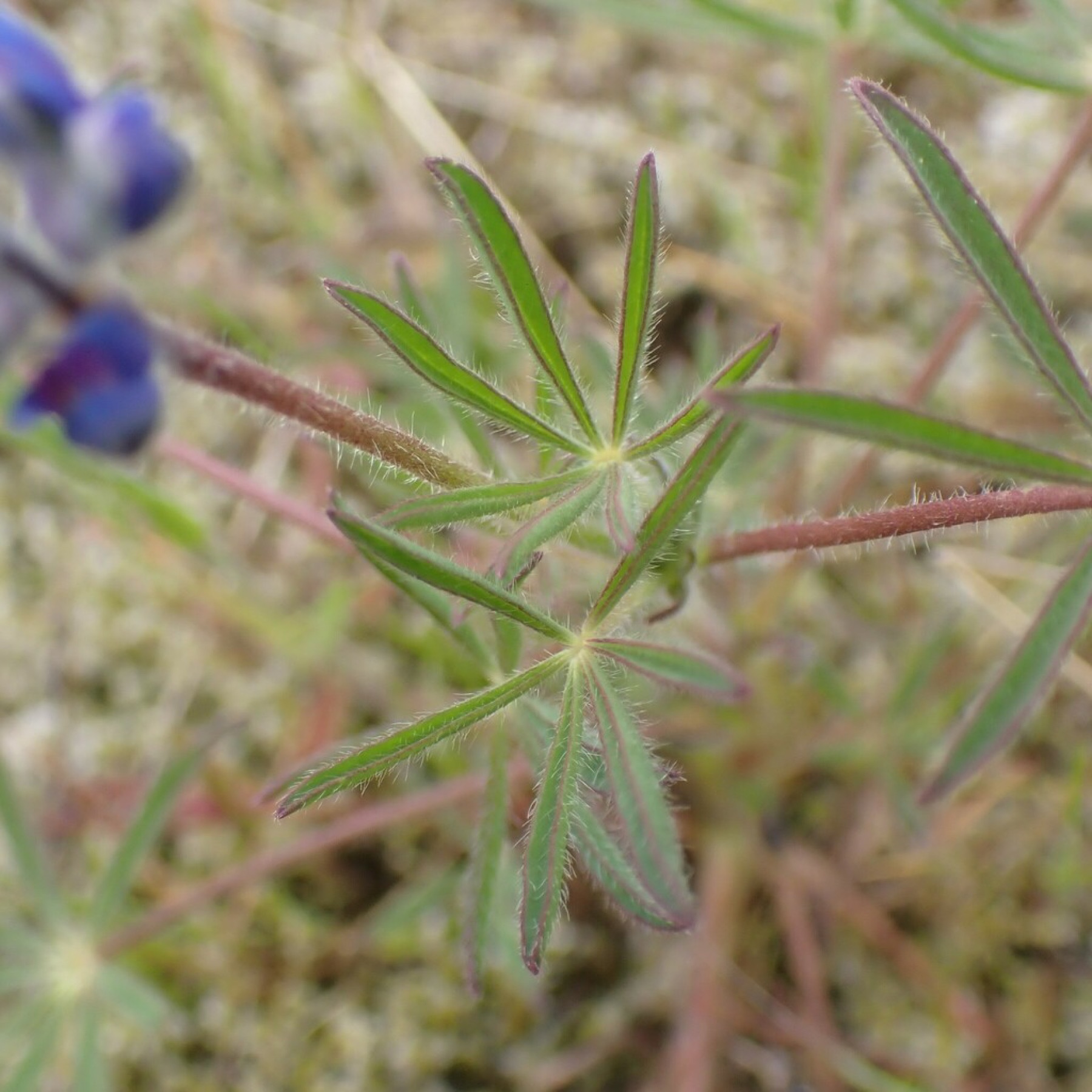 Miniature Lupine — photo 6