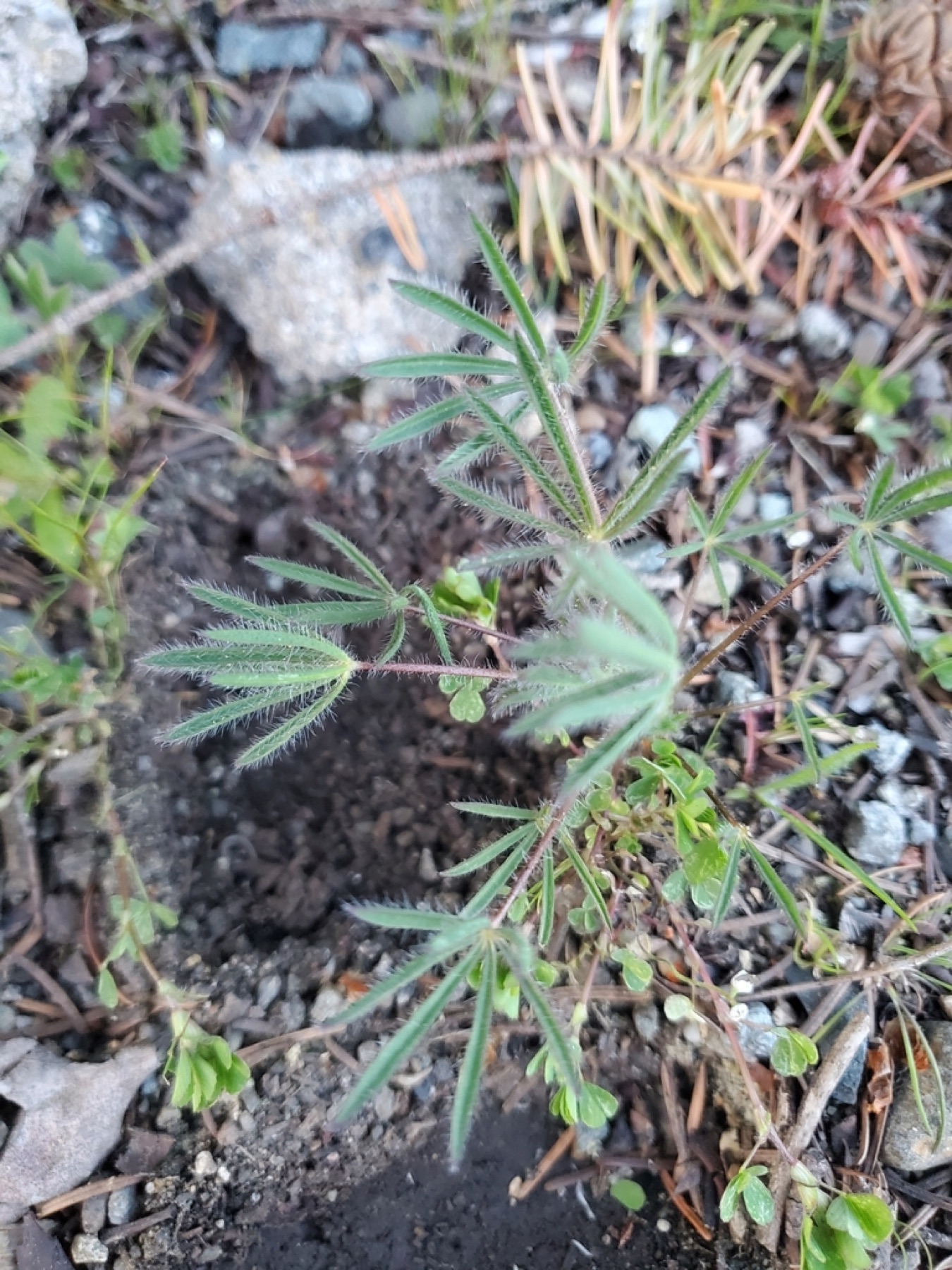 Miniature Lupine — photo 7