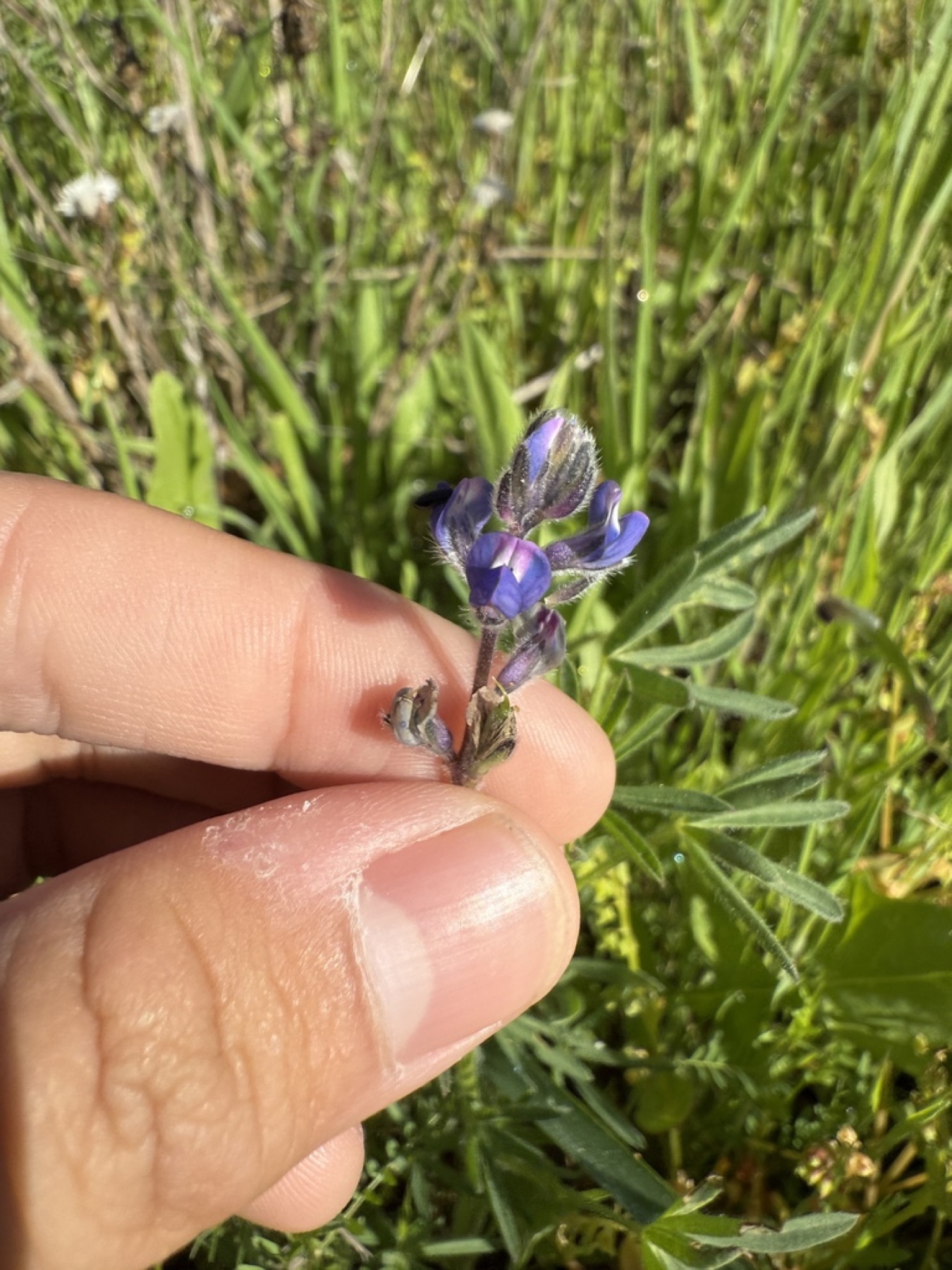 Miniature Lupine — photo 8