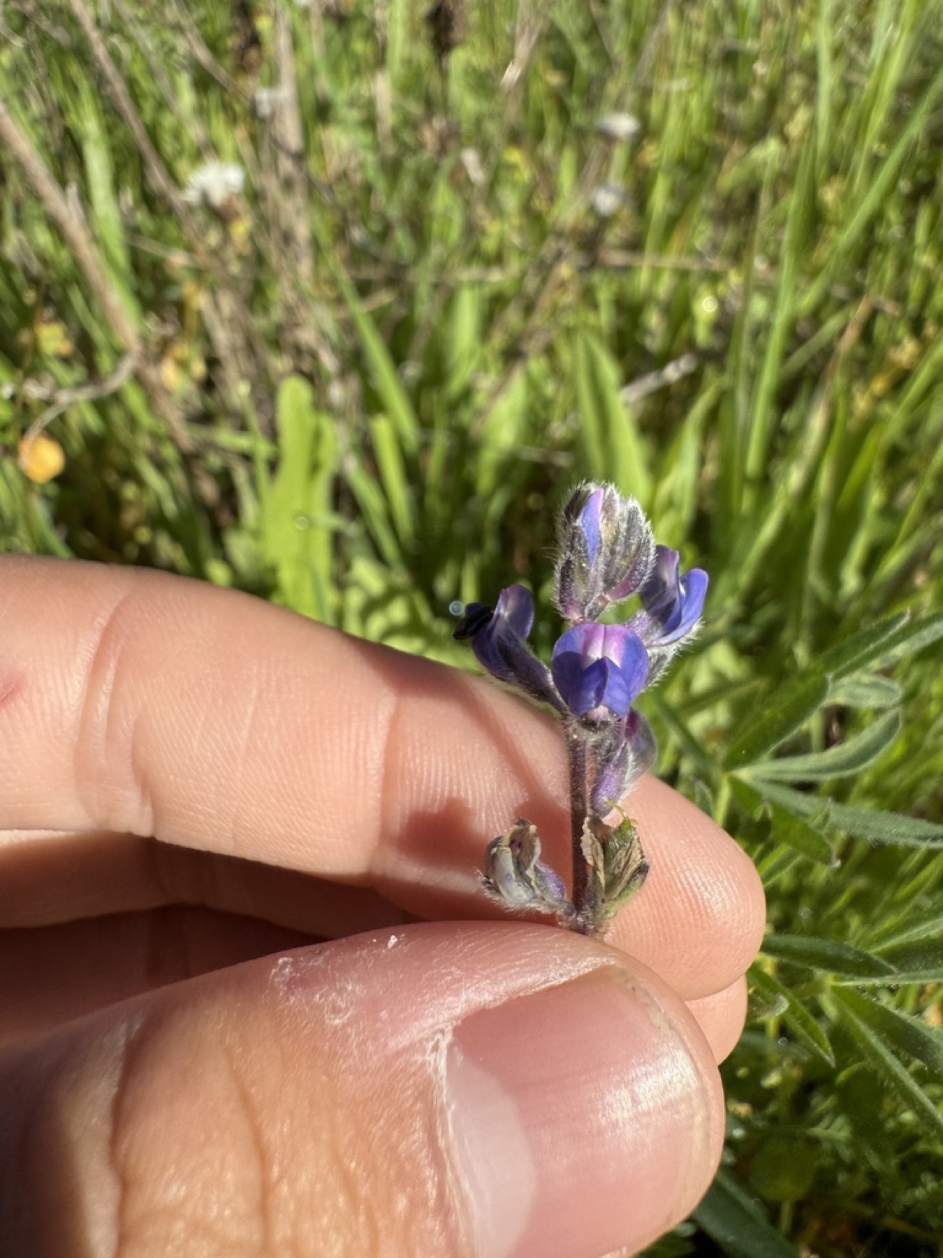 Miniature Lupine — photo 9