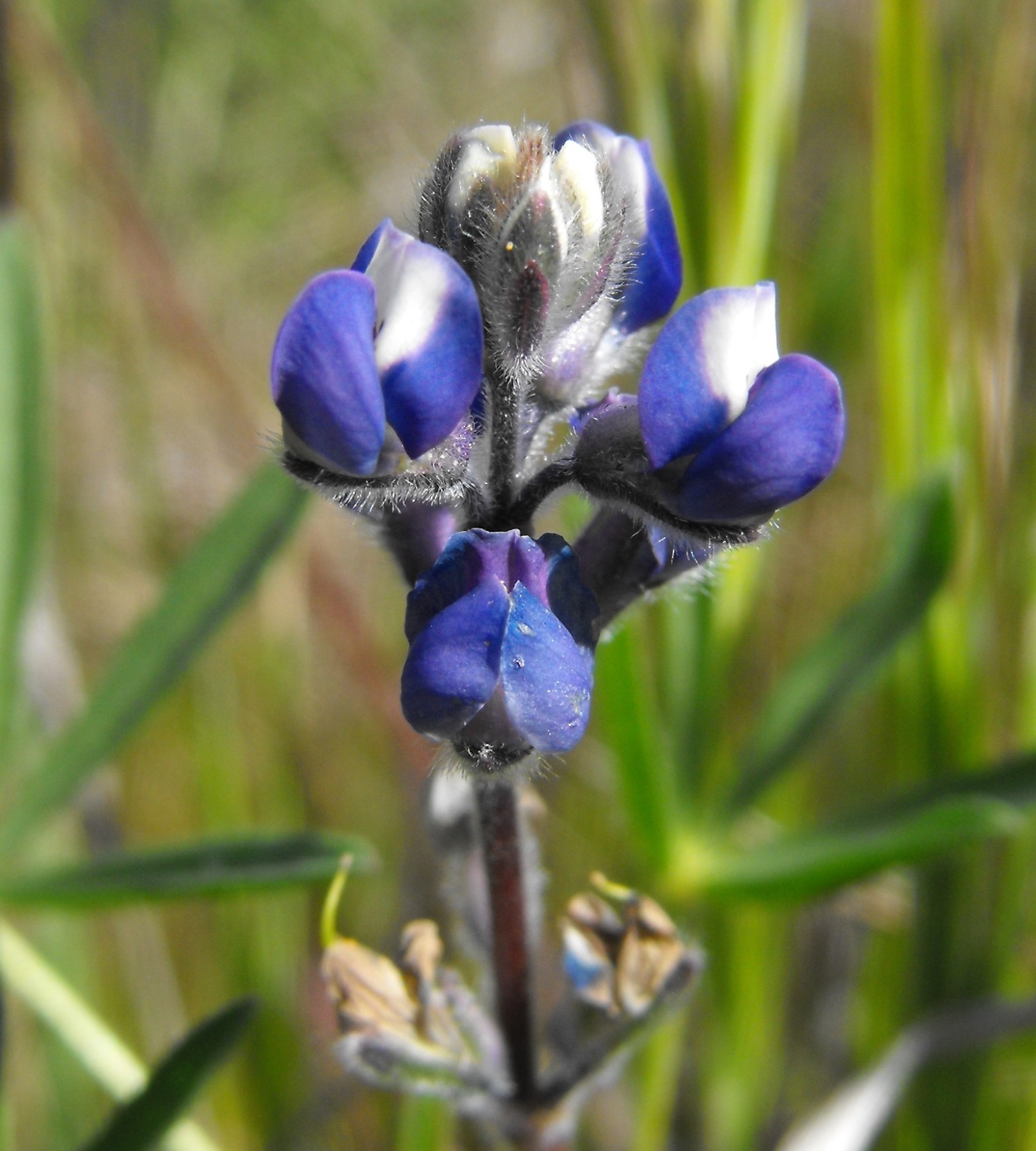 Miniature Lupine — photo 10
