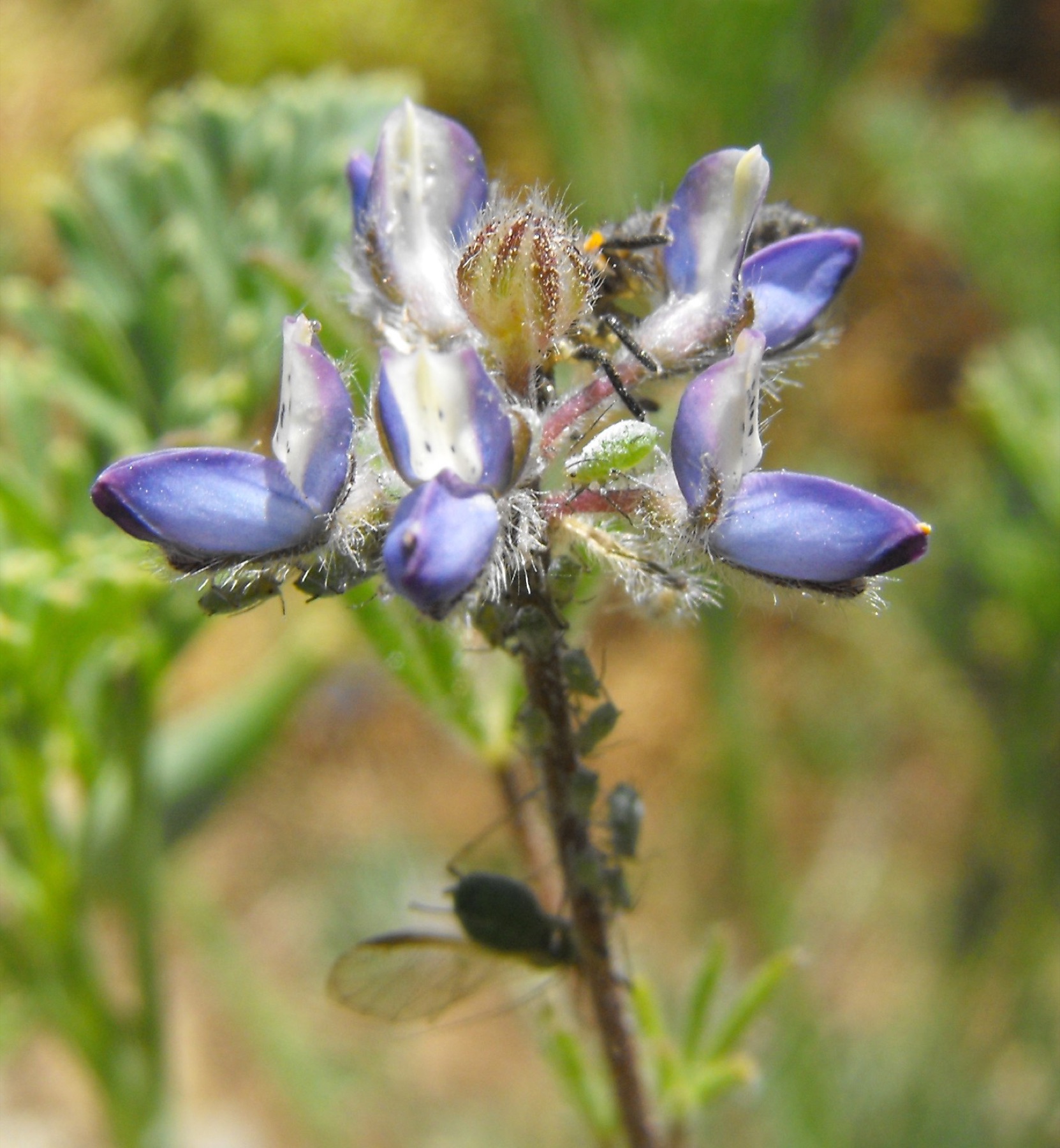 Miniature Lupine — photo 11