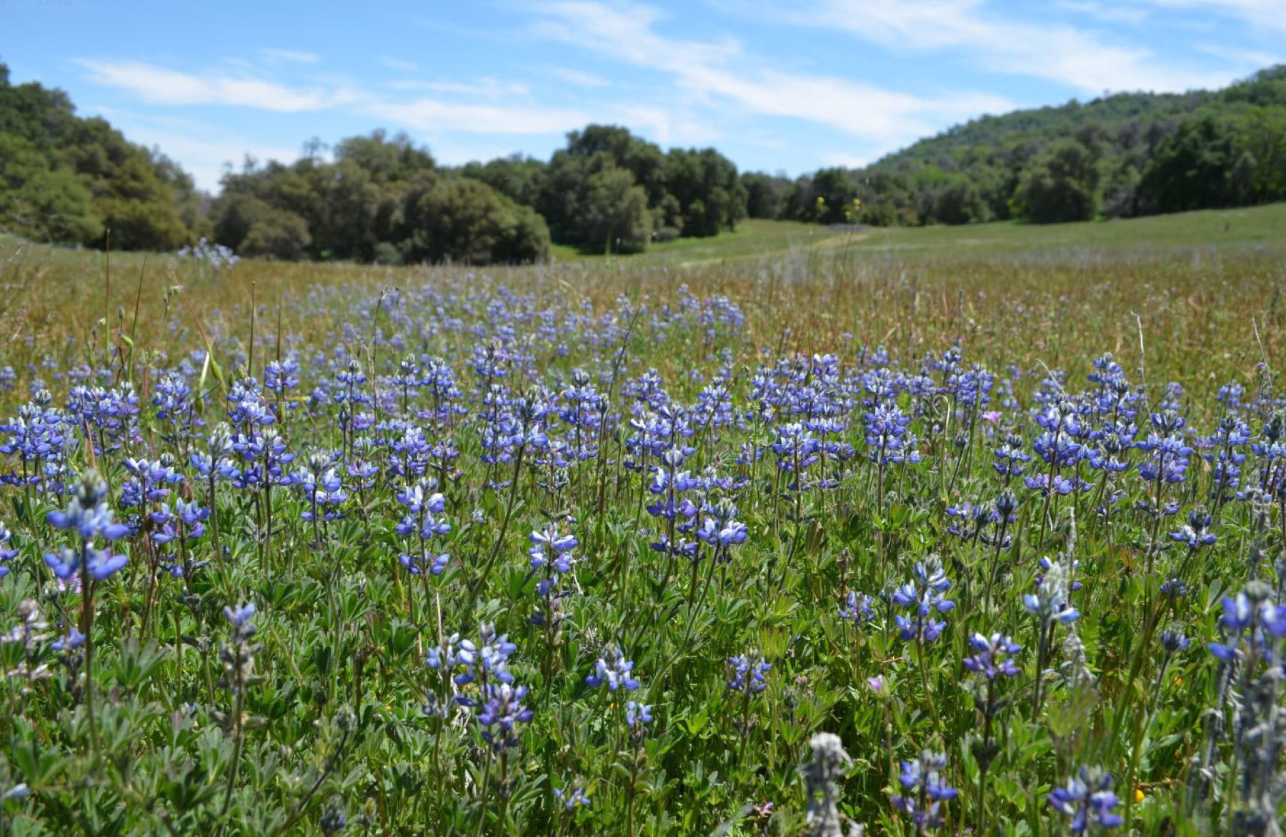 Miniature Lupine — photo 12