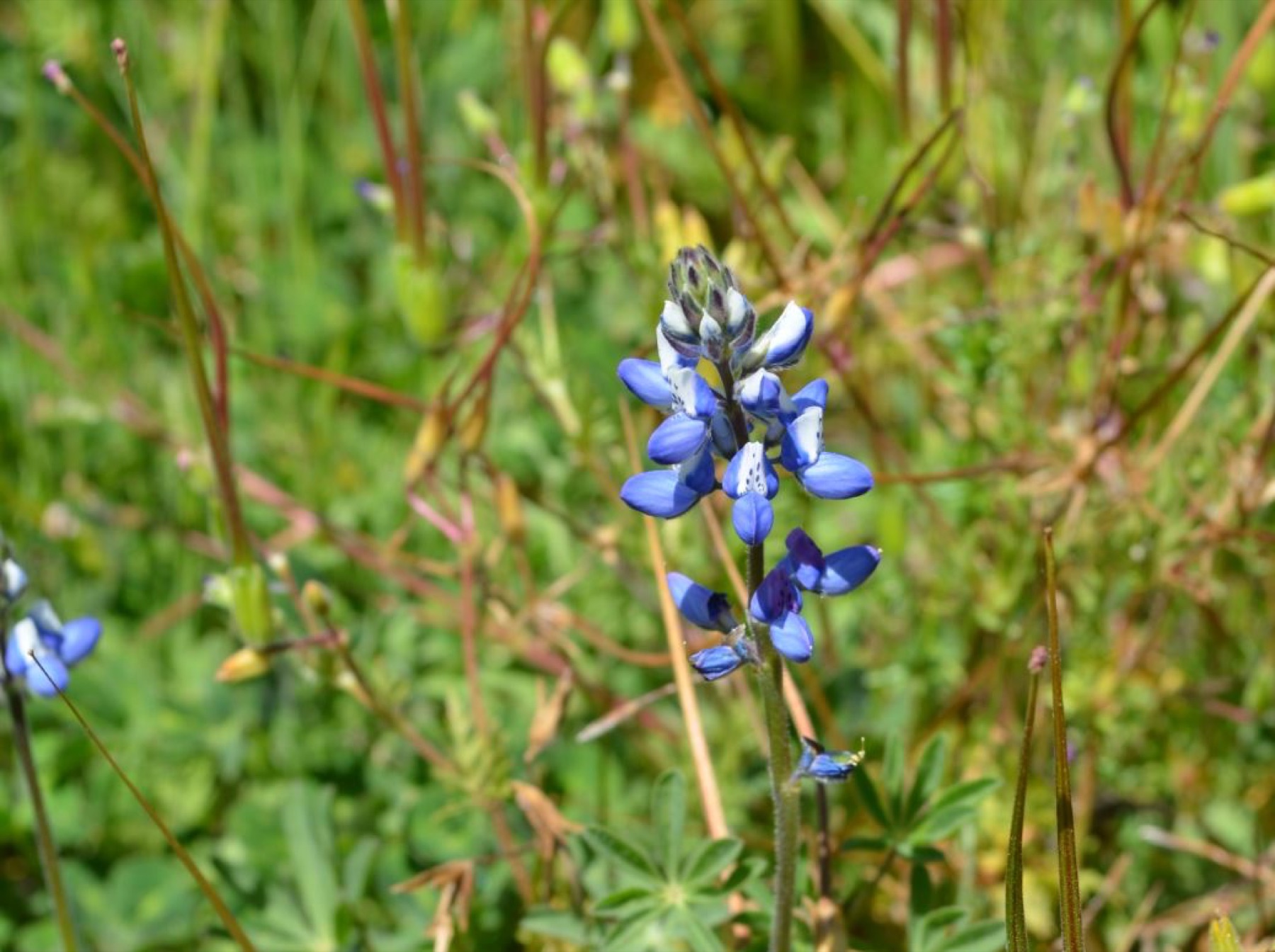 Miniature Lupine — photo 13