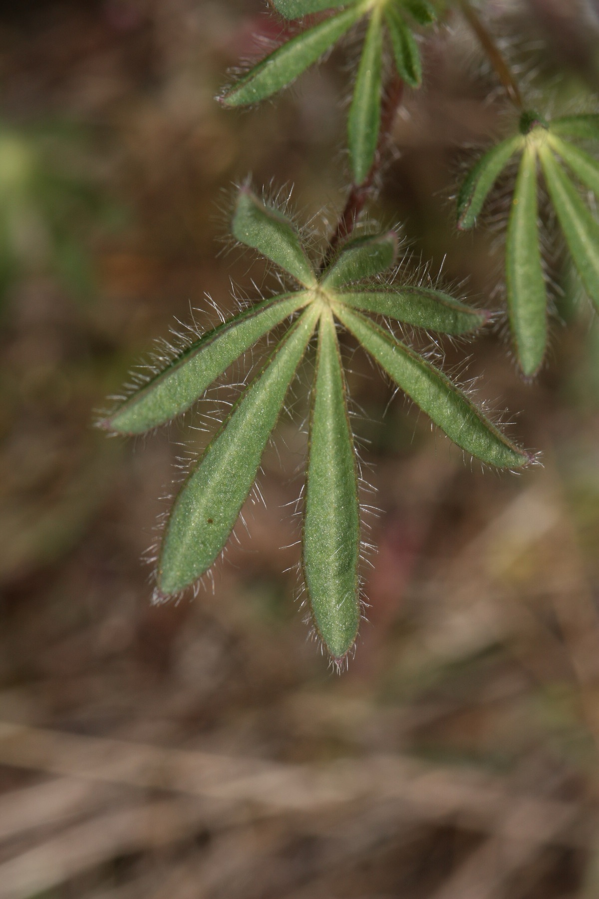 Miniature Lupine — photo 14