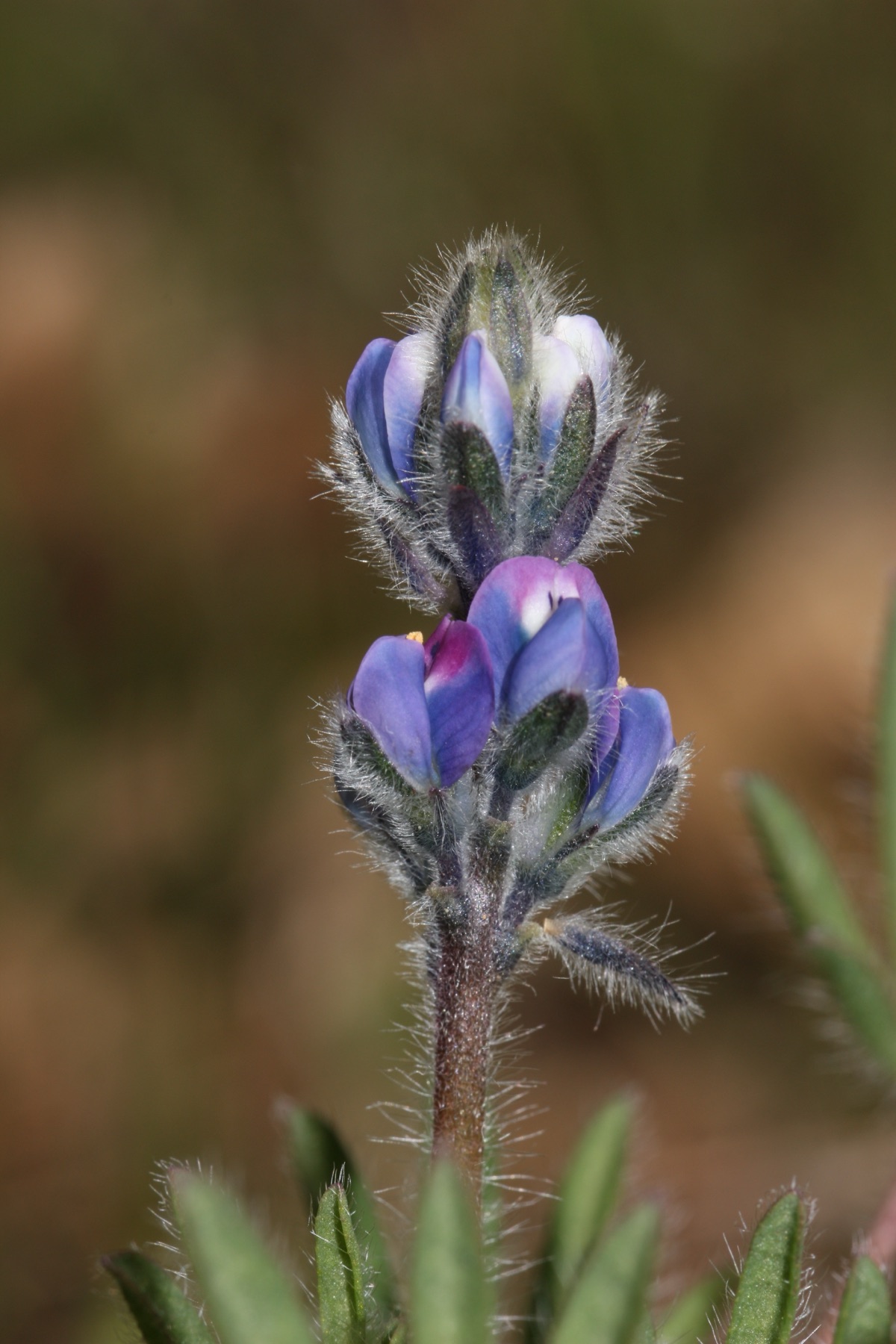 Miniature Lupine — photo 15
