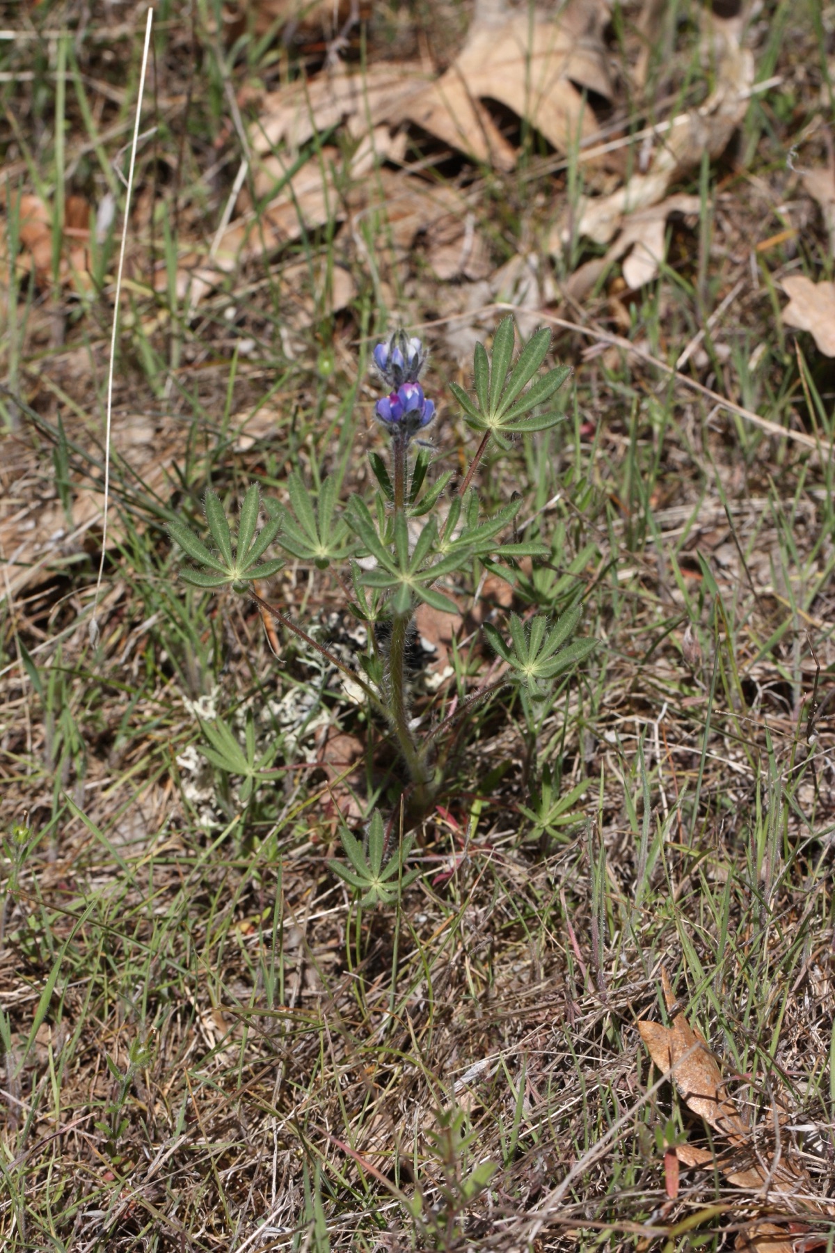 Miniature Lupine — photo 16