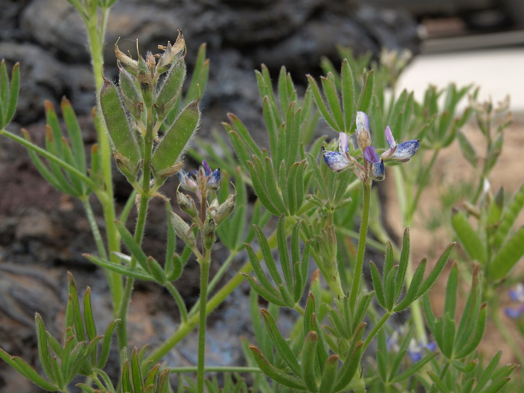 Miniature Lupine — photo 17