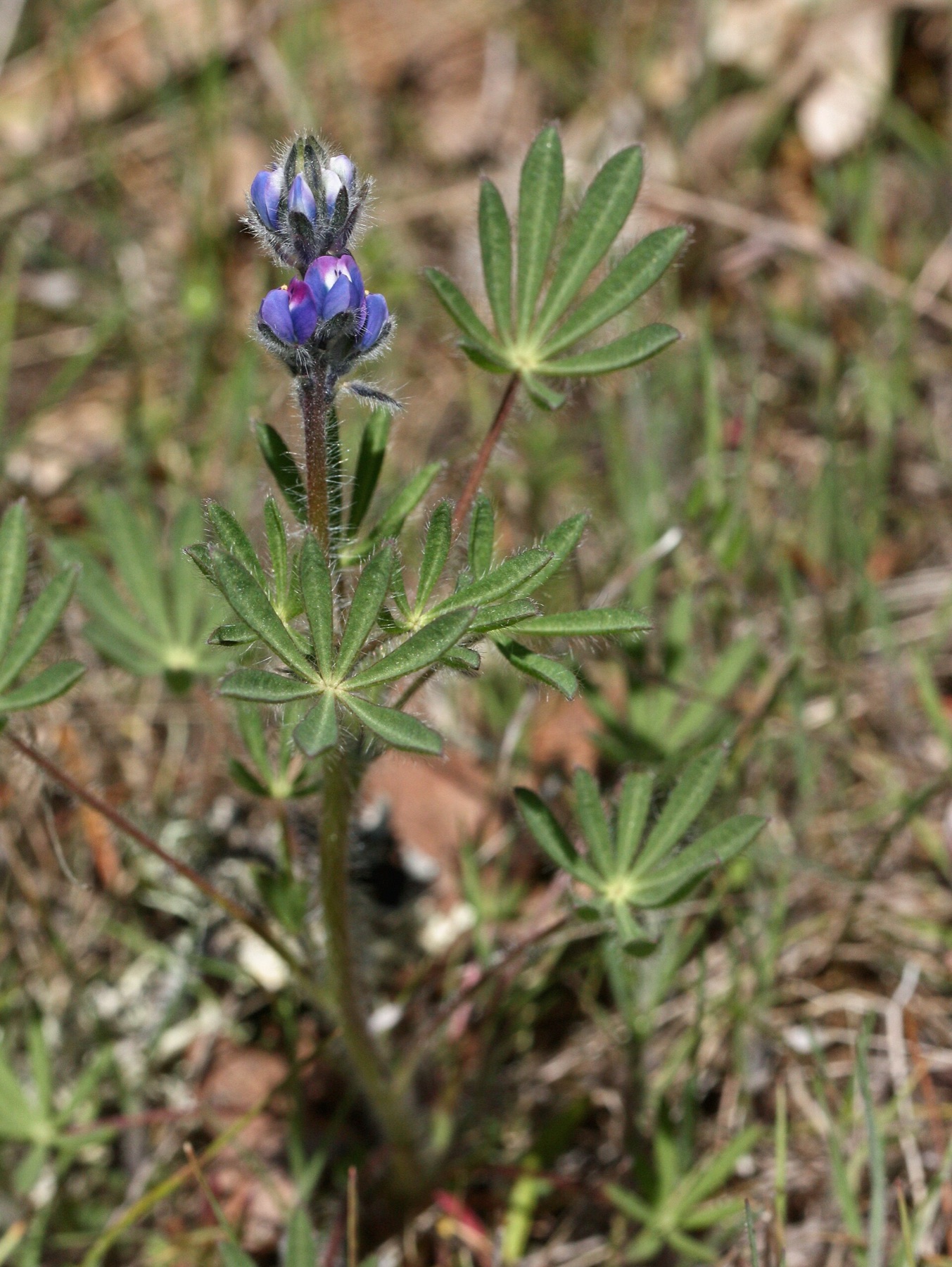Miniature Lupine — photo 18