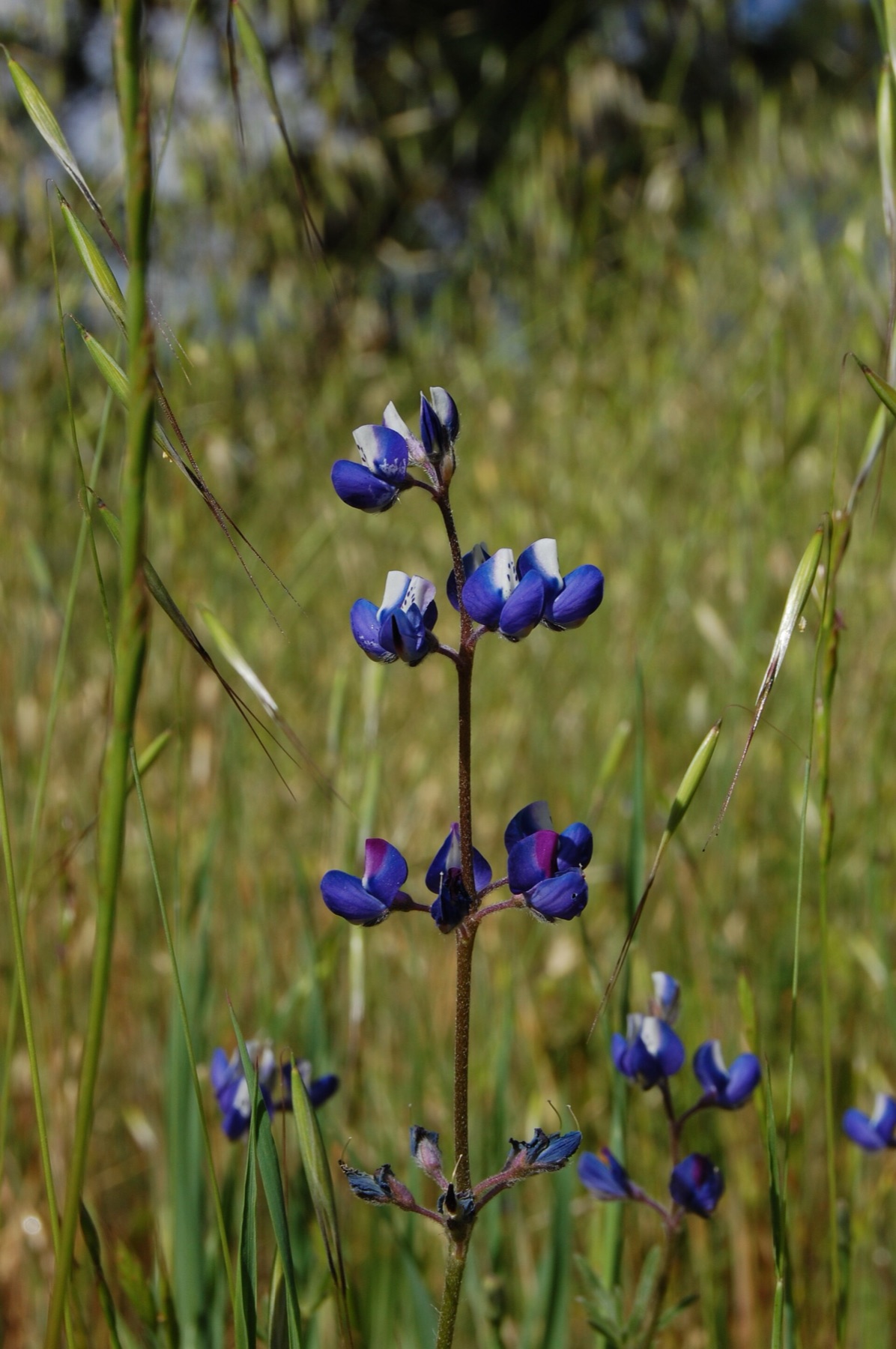 Miniature Lupine — photo 19
