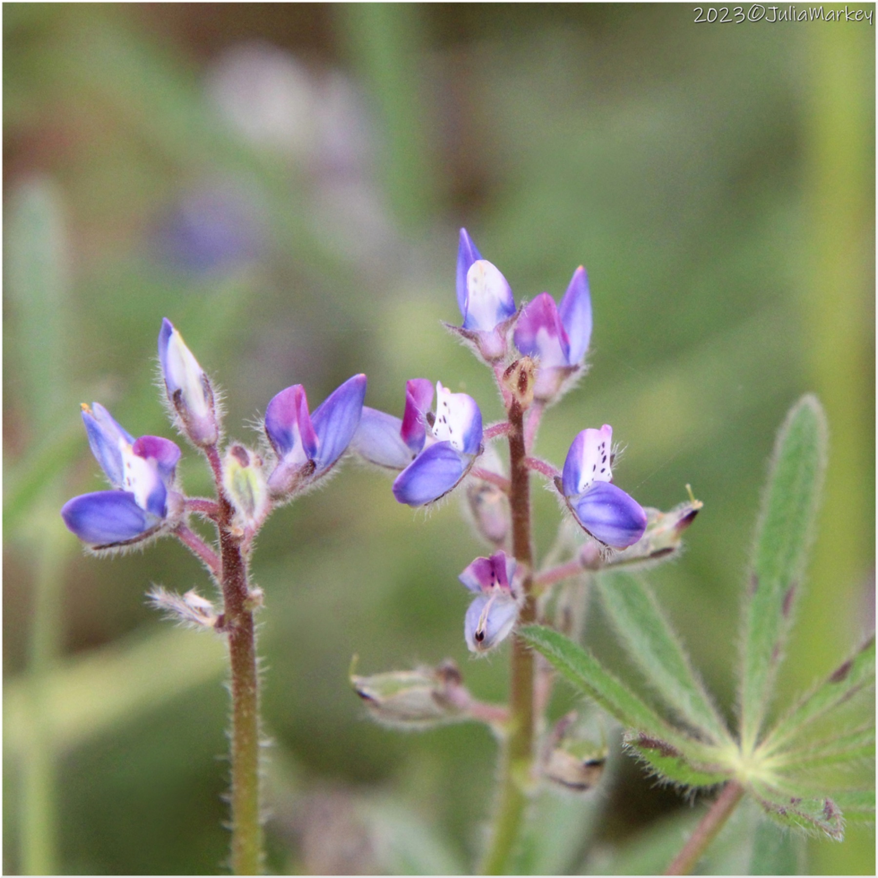 Miniature Lupine — photo 20