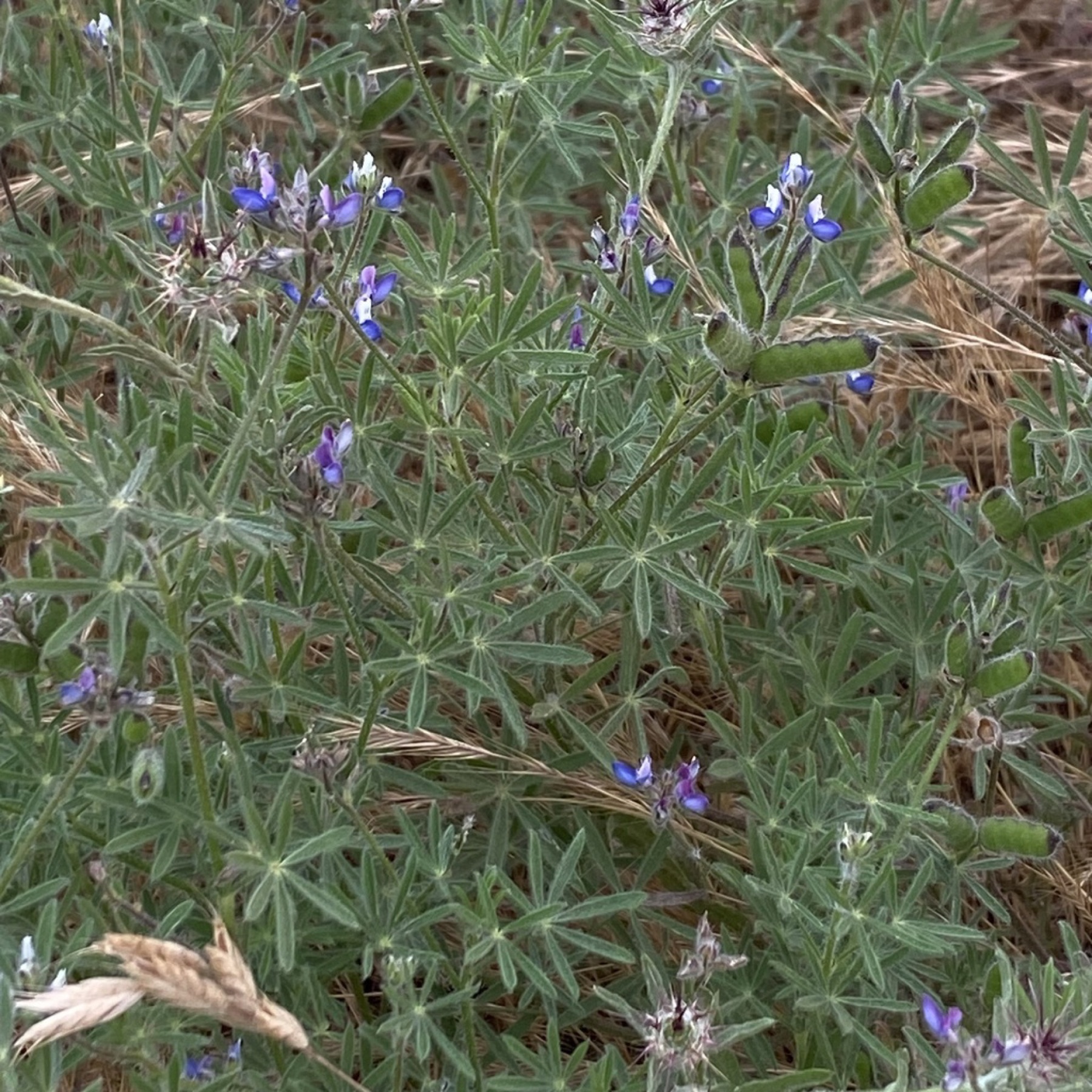 Miniature Lupine — photo 21