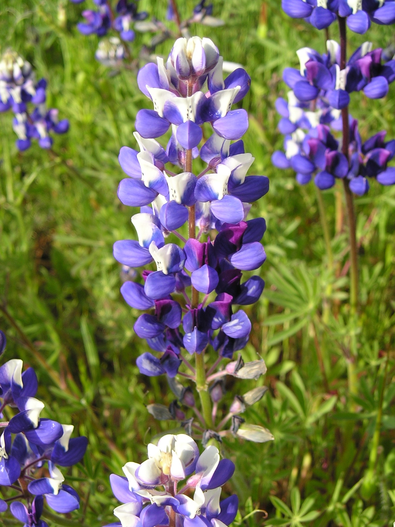 Miniature Lupine — photo 22