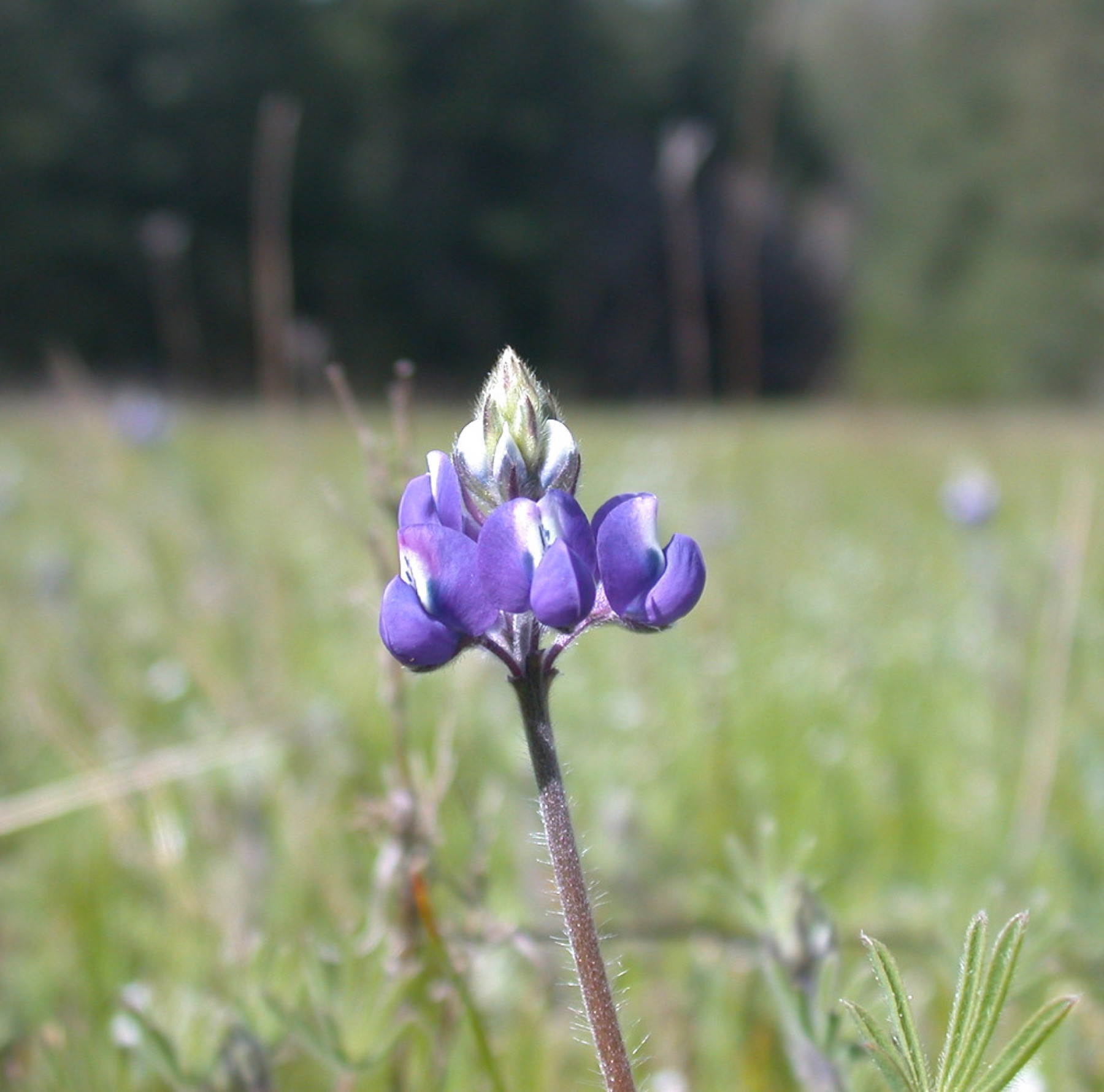 Miniature Lupine — photo 23