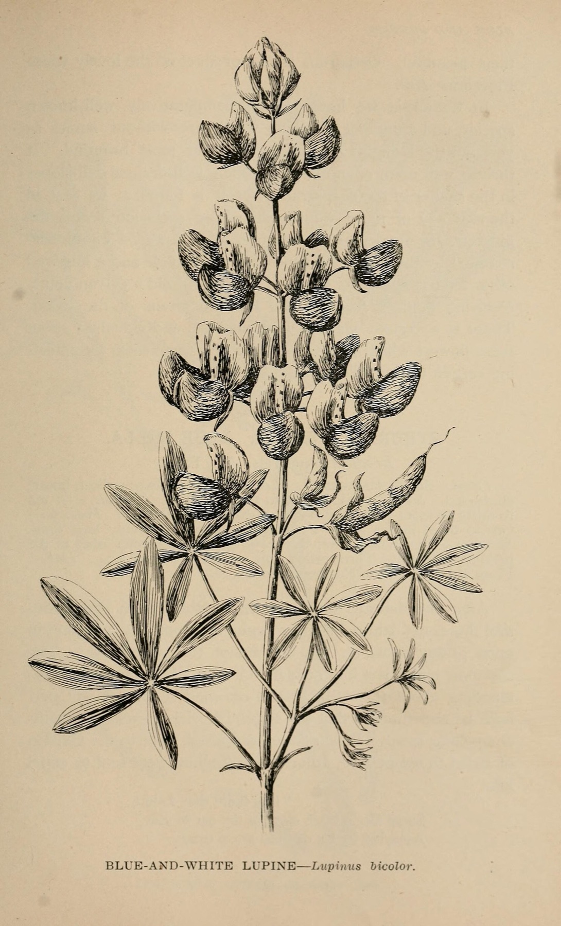 Ankle-high — e.g. Miniature Lupine
