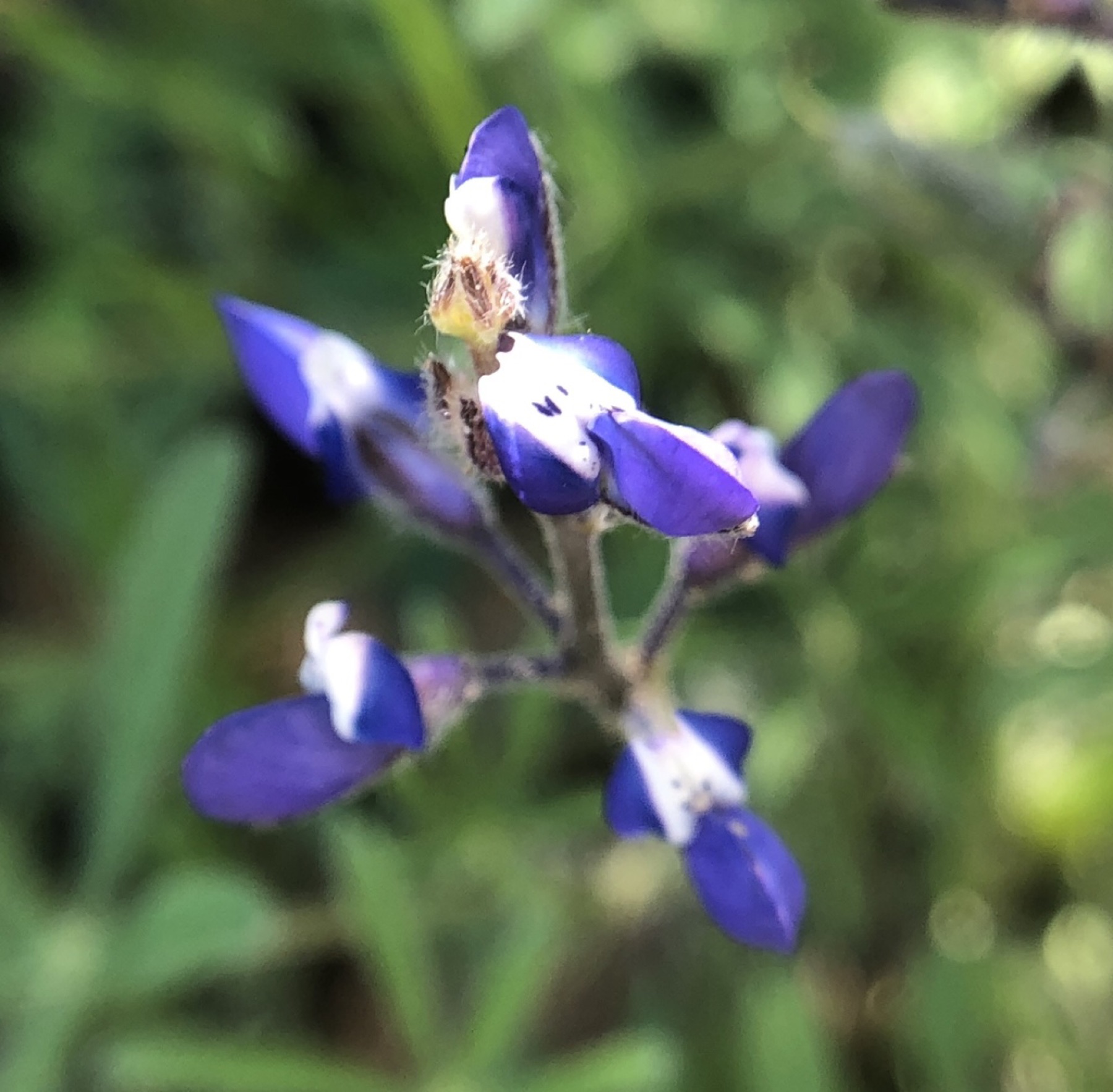 Miniature Lupine — photo 2