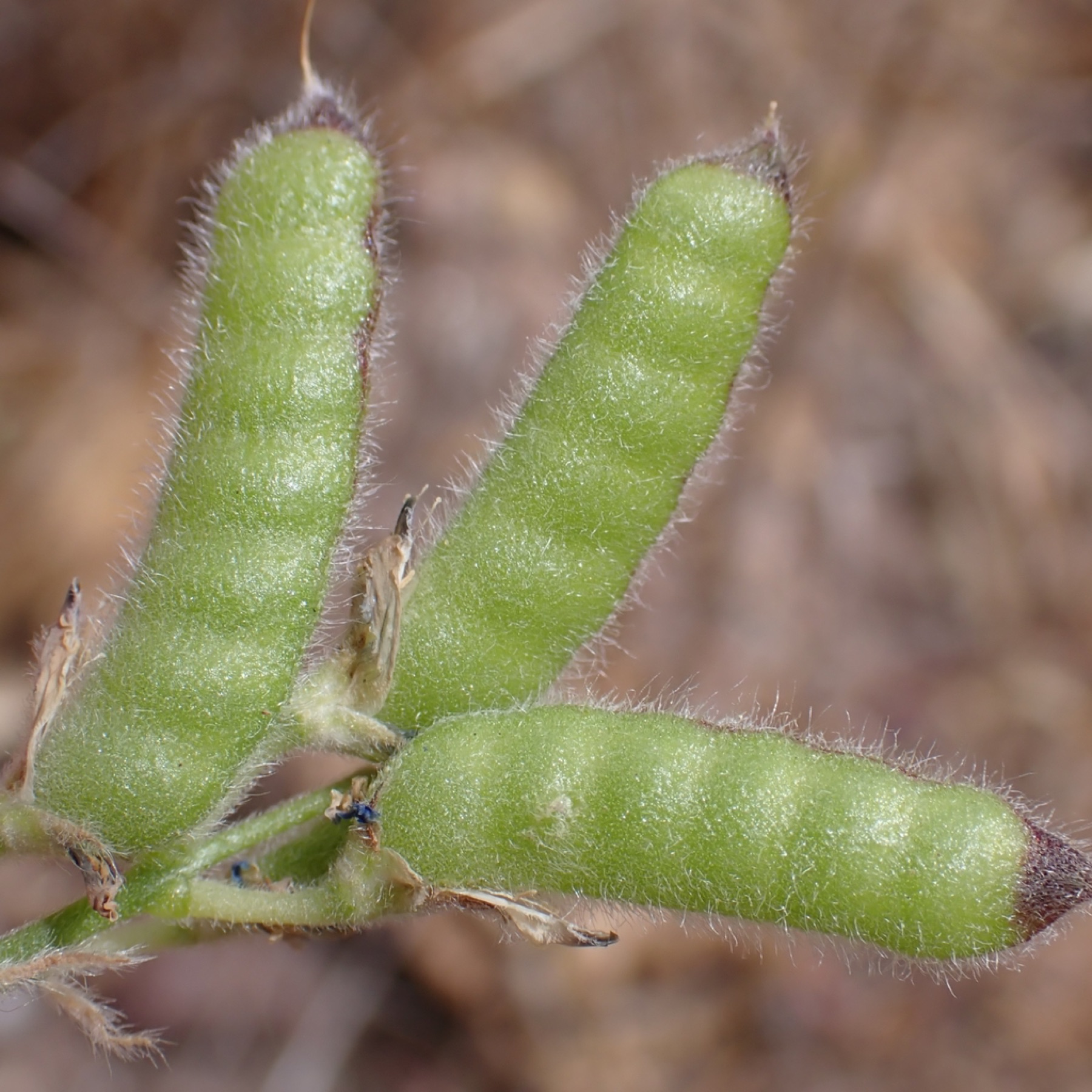Miniature Lupine — photo 3