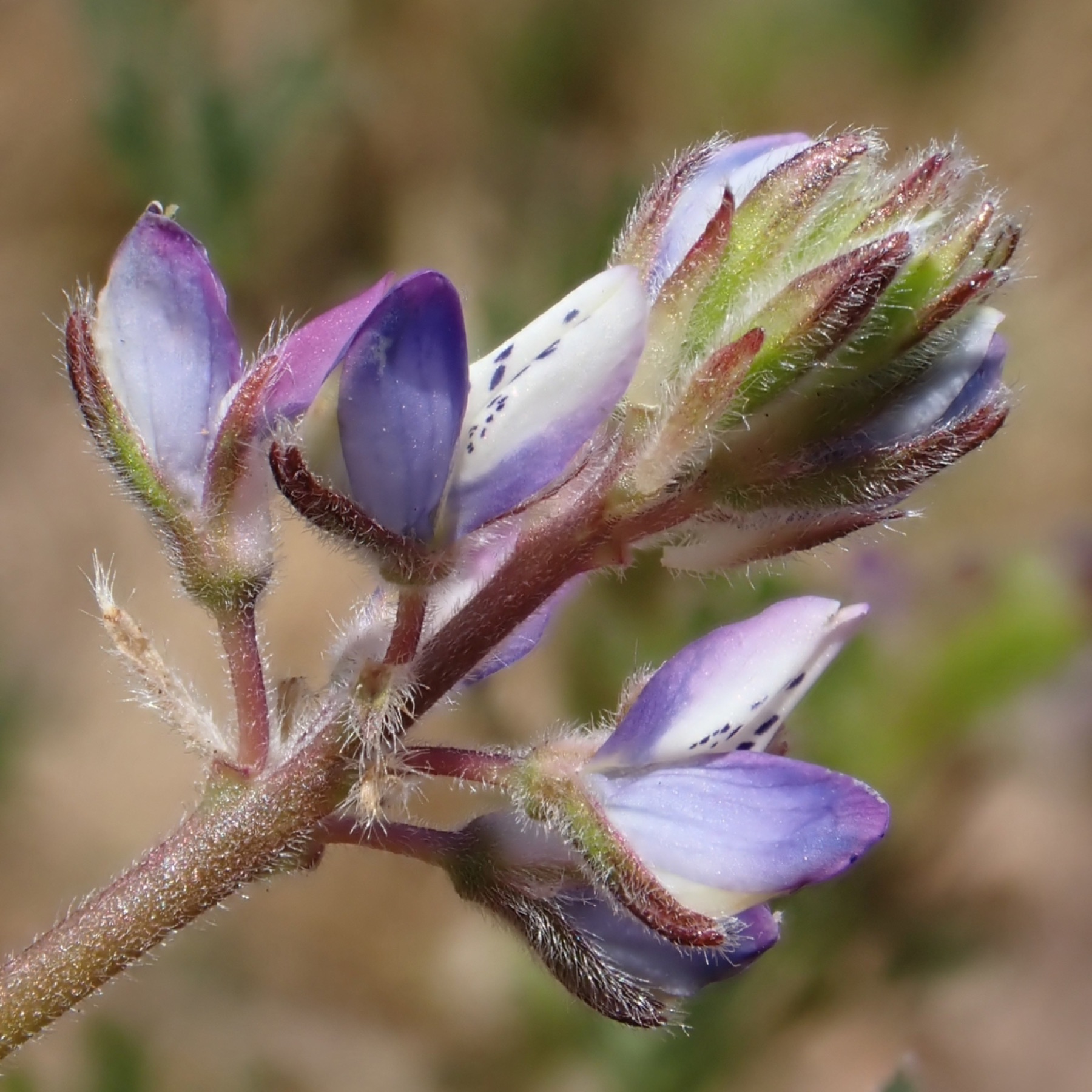 Miniature Lupine — photo 4