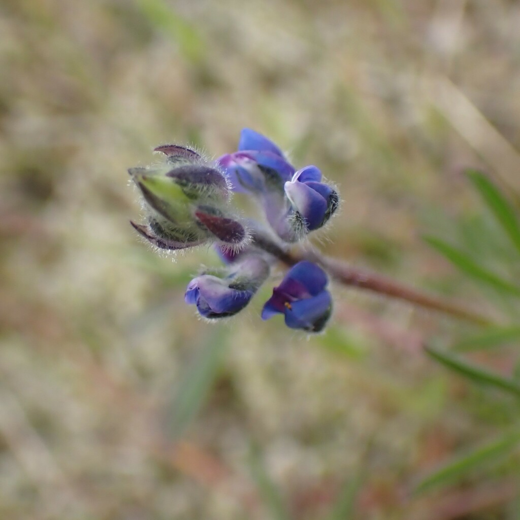 Miniature Lupine — photo 5