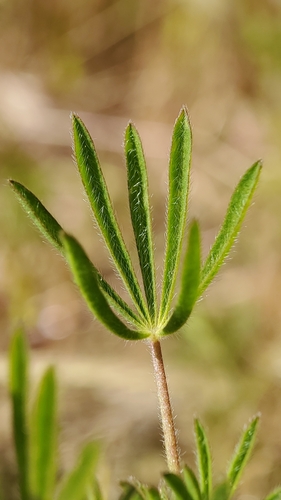 Miniature Lupine — photo 24
