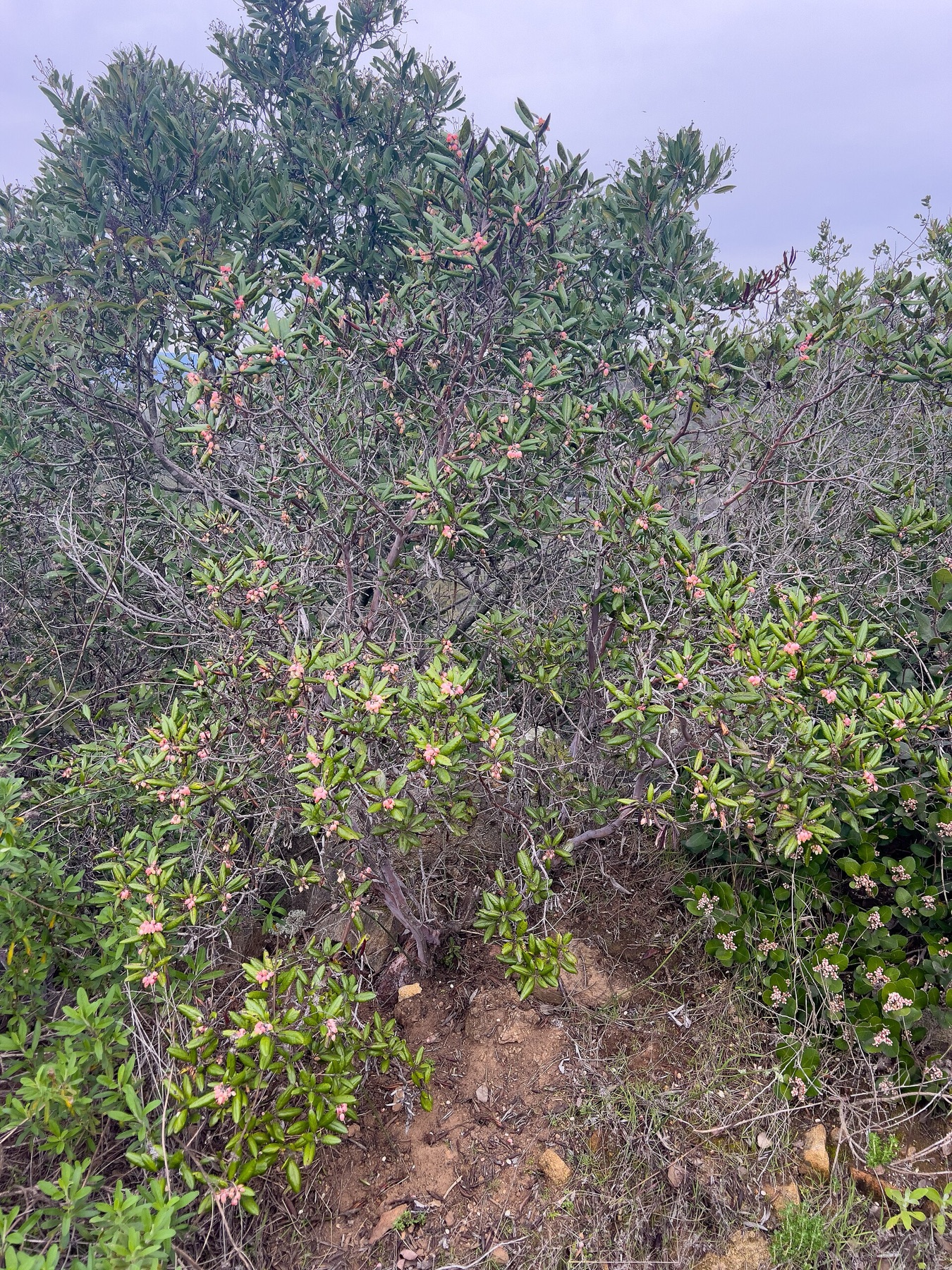 Mission Manzanita — photo 6
