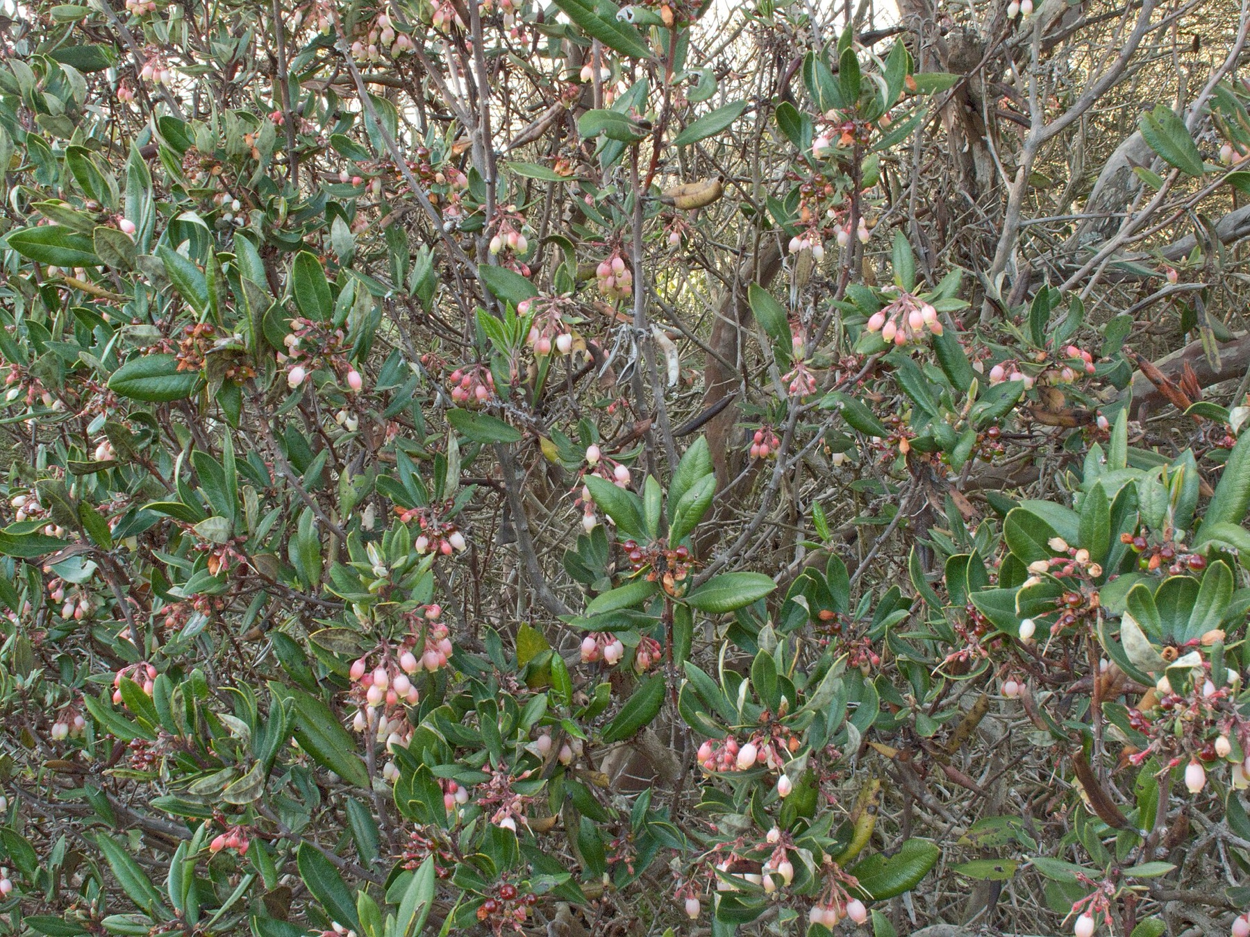 Mission Manzanita — photo 7