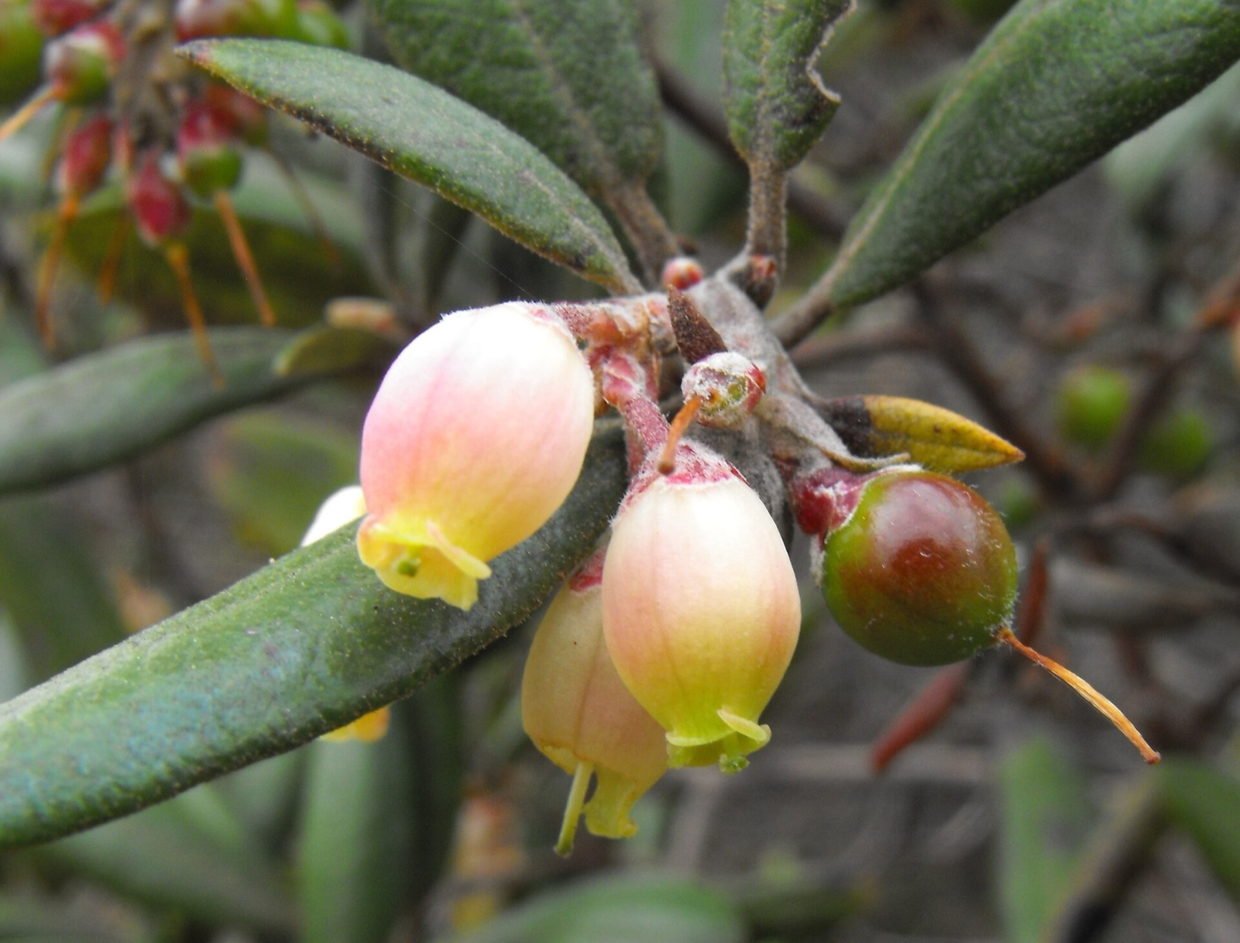 Mission Manzanita — photo 8
