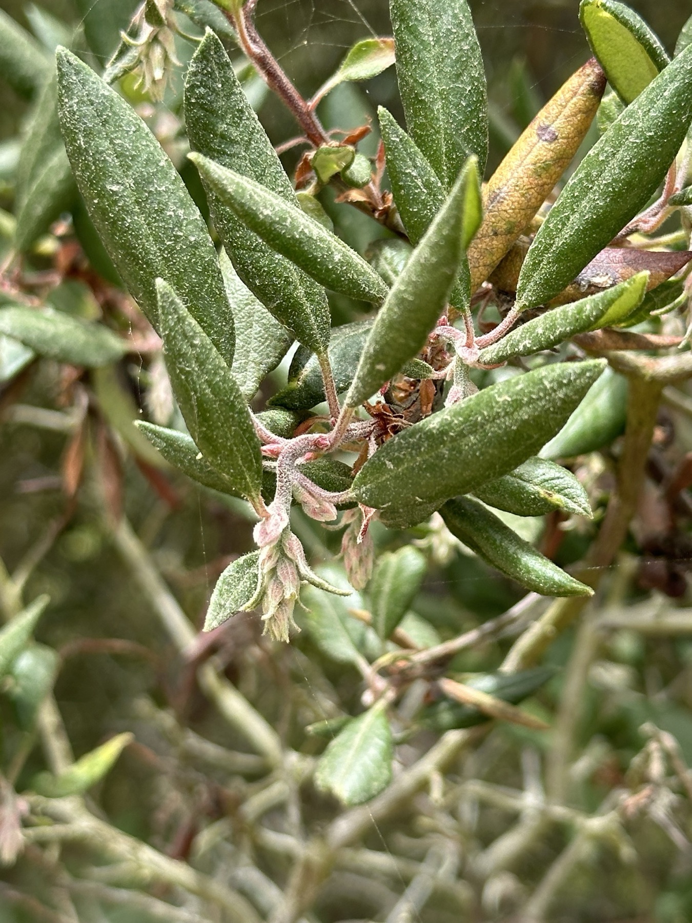 Mission Manzanita — photo 9