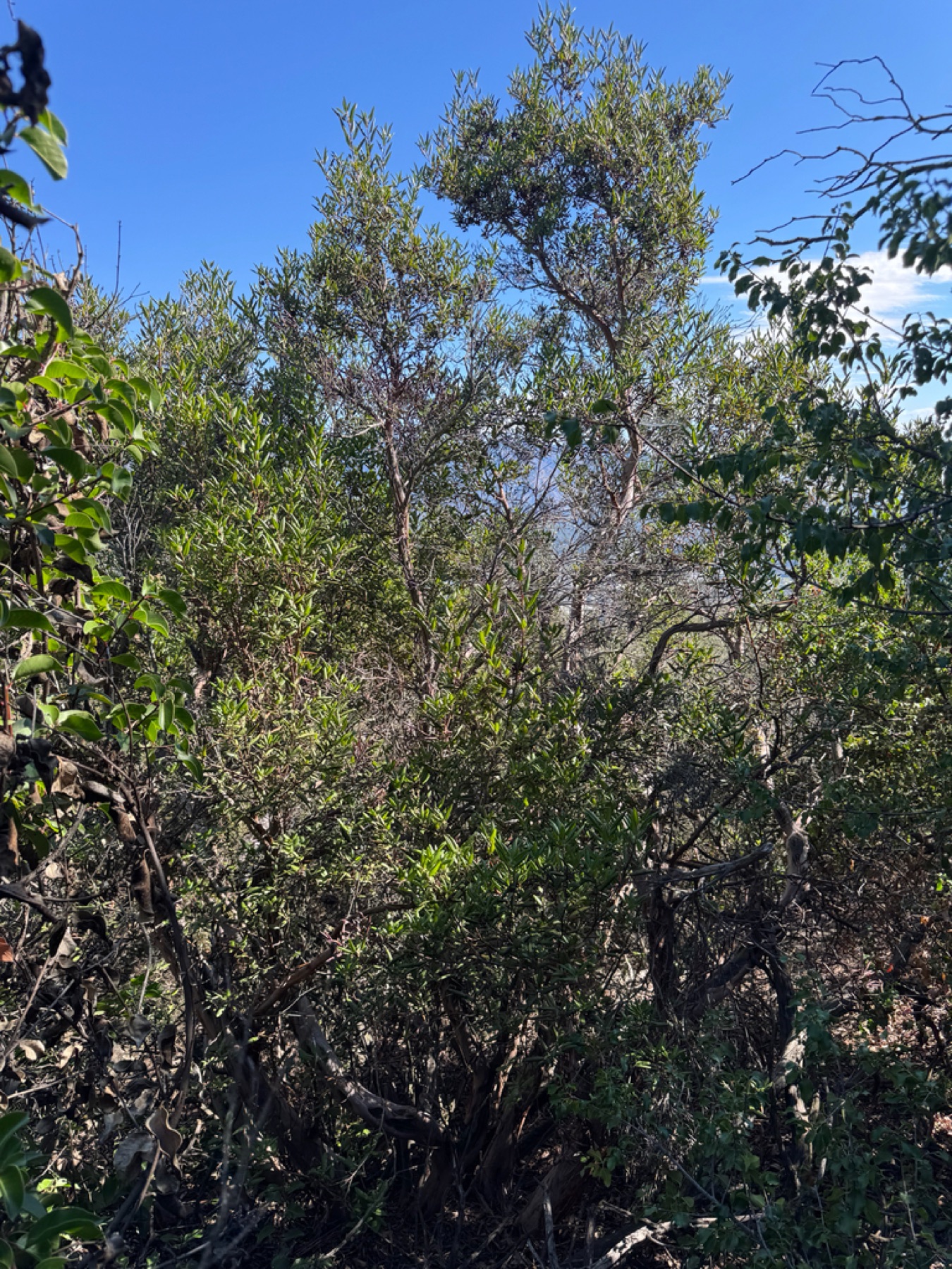 Mission Manzanita — photo 10