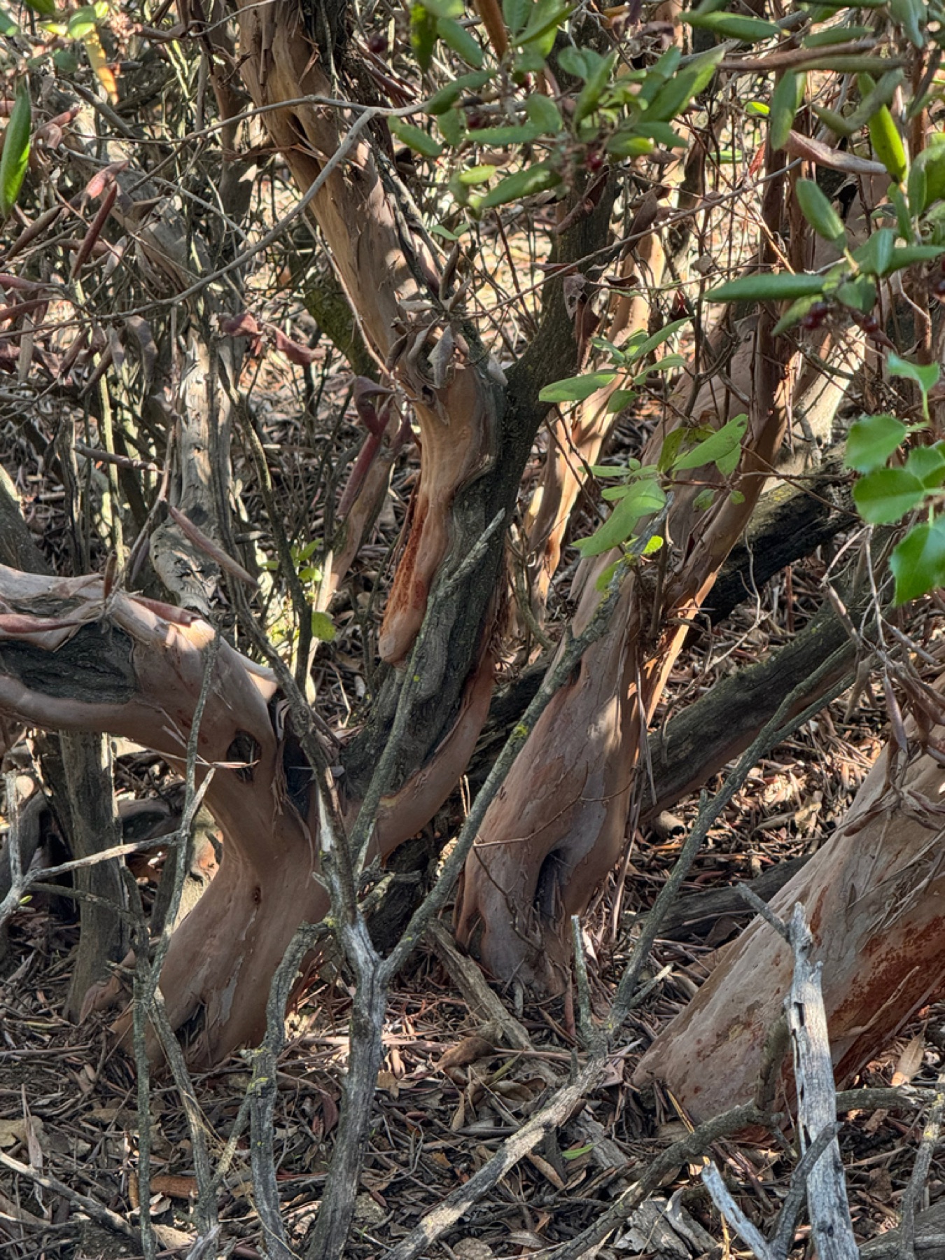 Mission Manzanita — photo 11